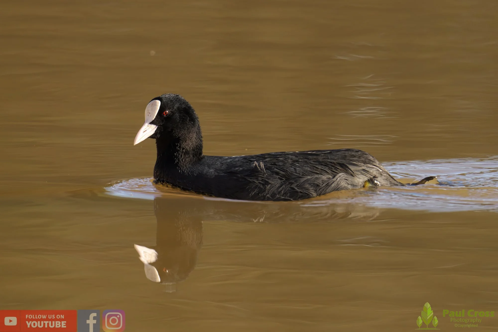 Coot-00338.jpg
