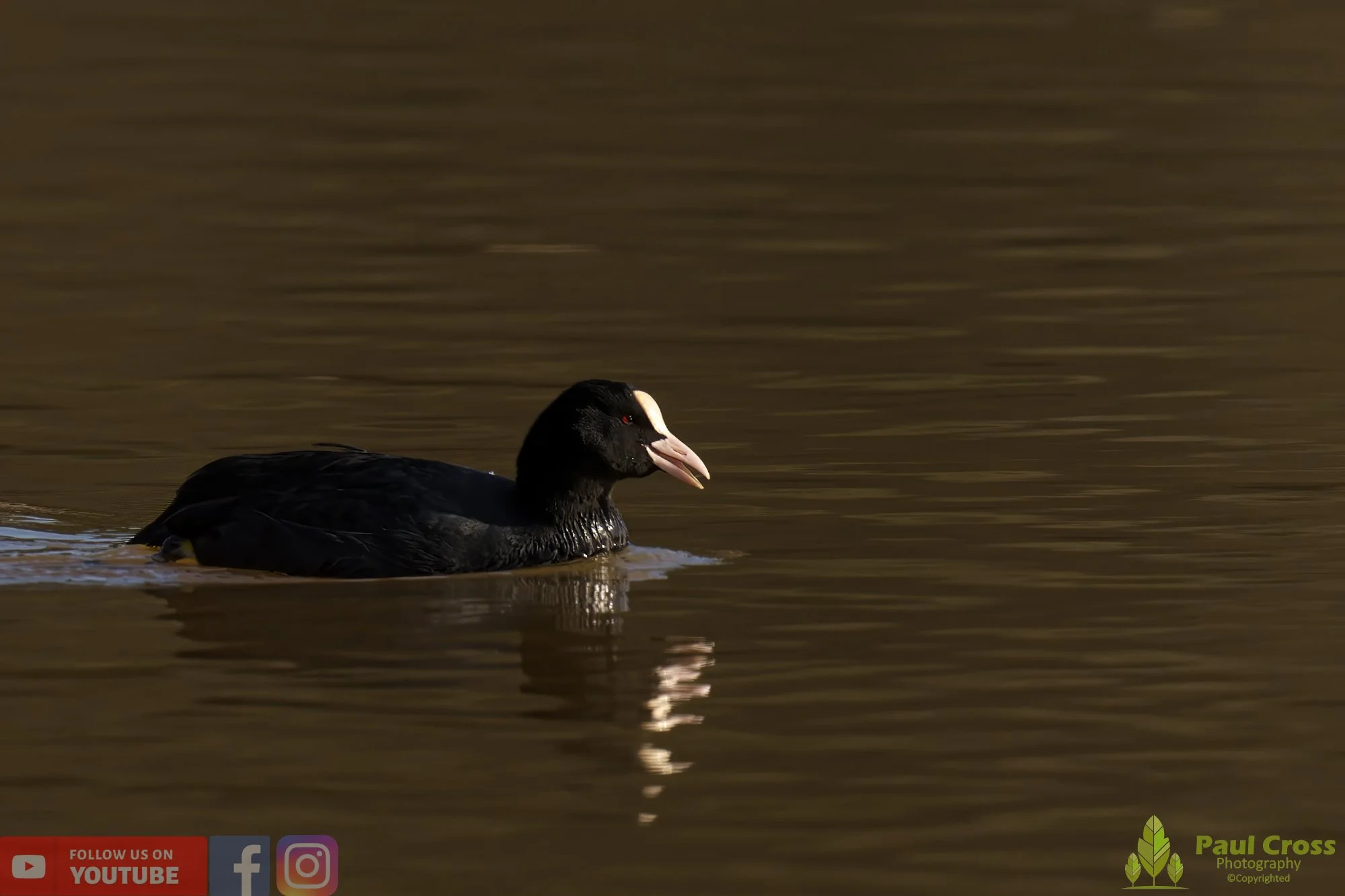 Coot-00339.jpg