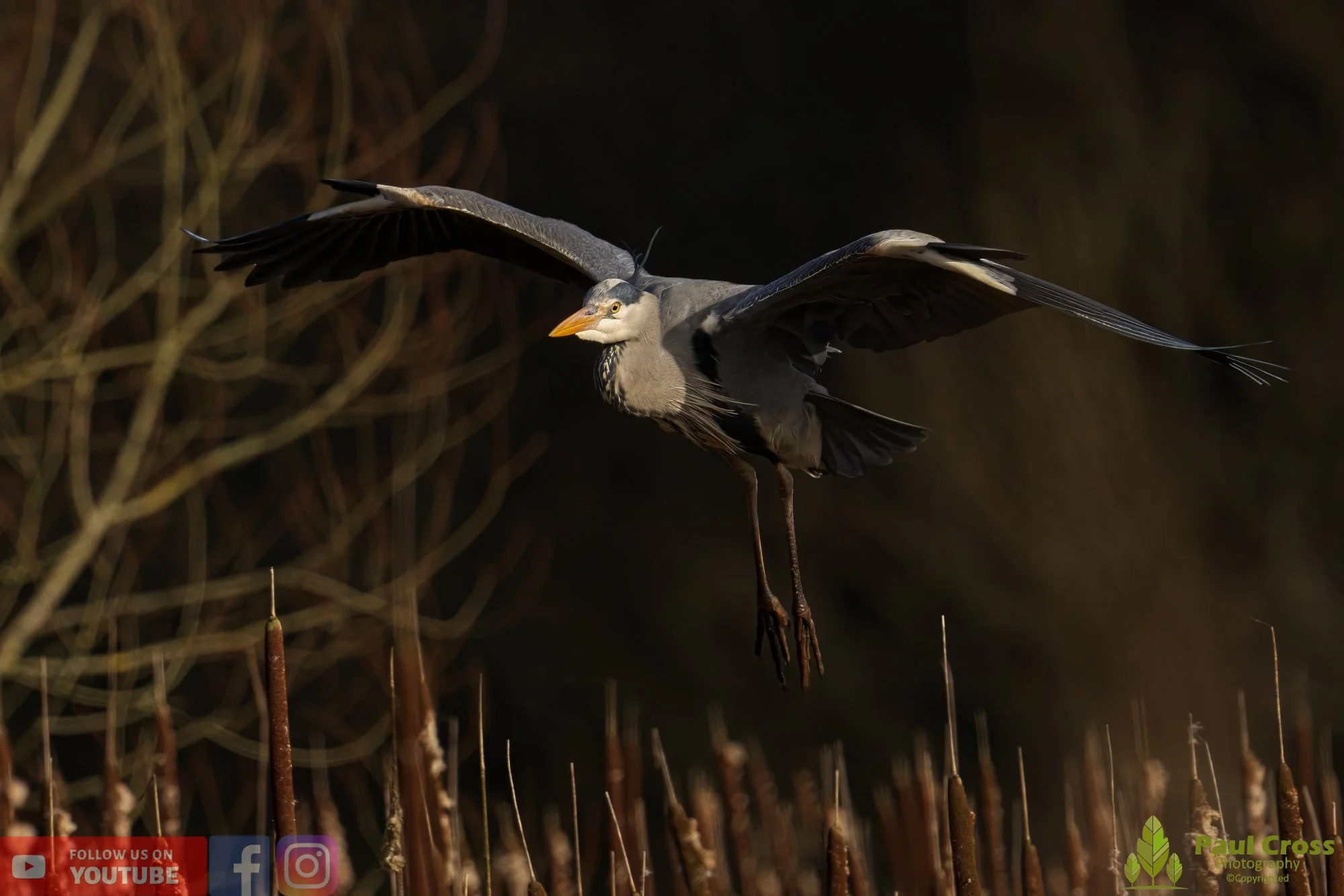 Grey Heron-00527.jpg