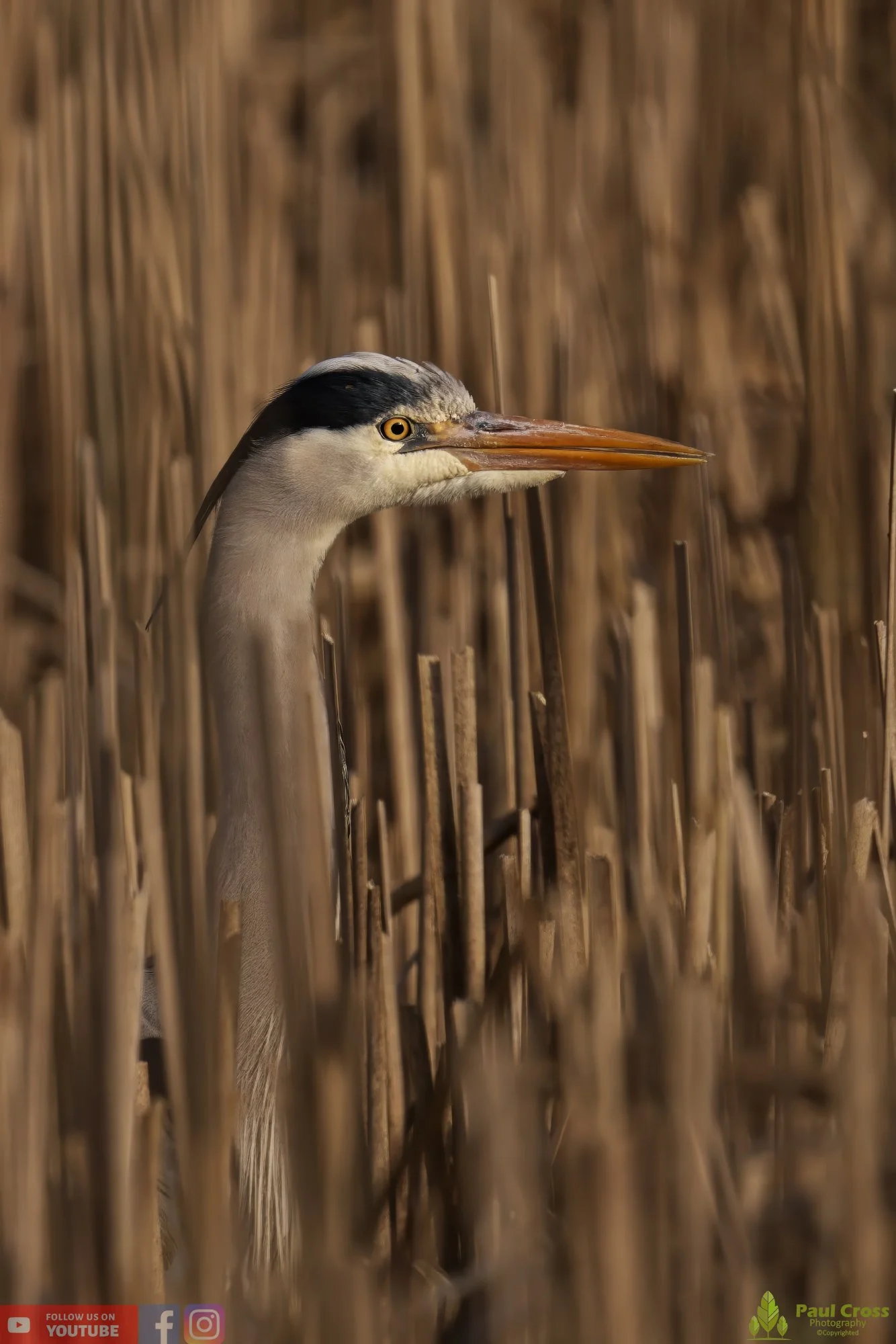 Grey Heron-00528.jpg