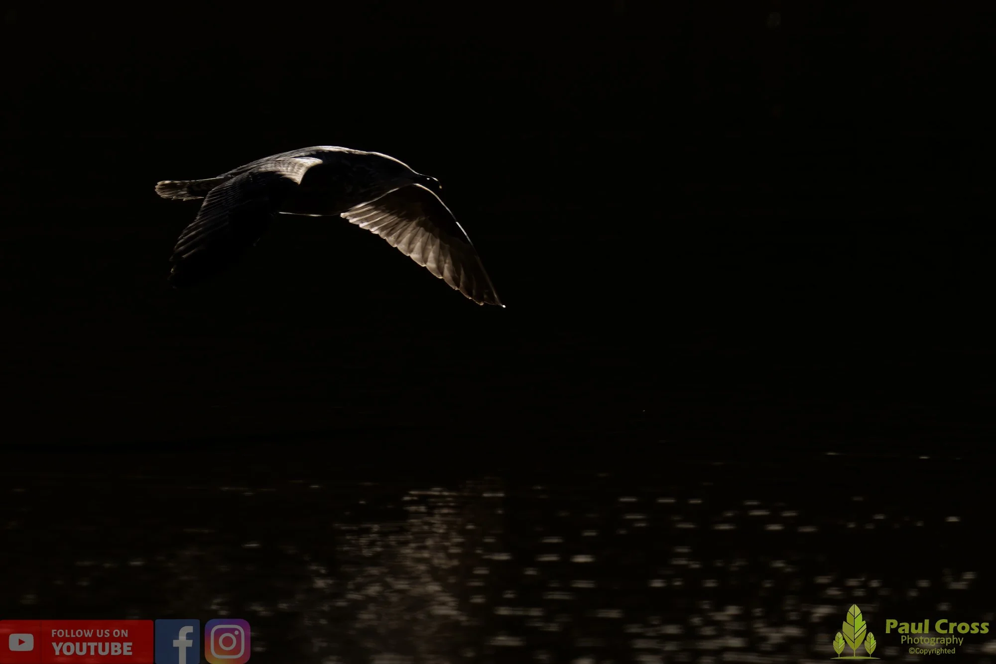 Herring Gull-00381.jpg