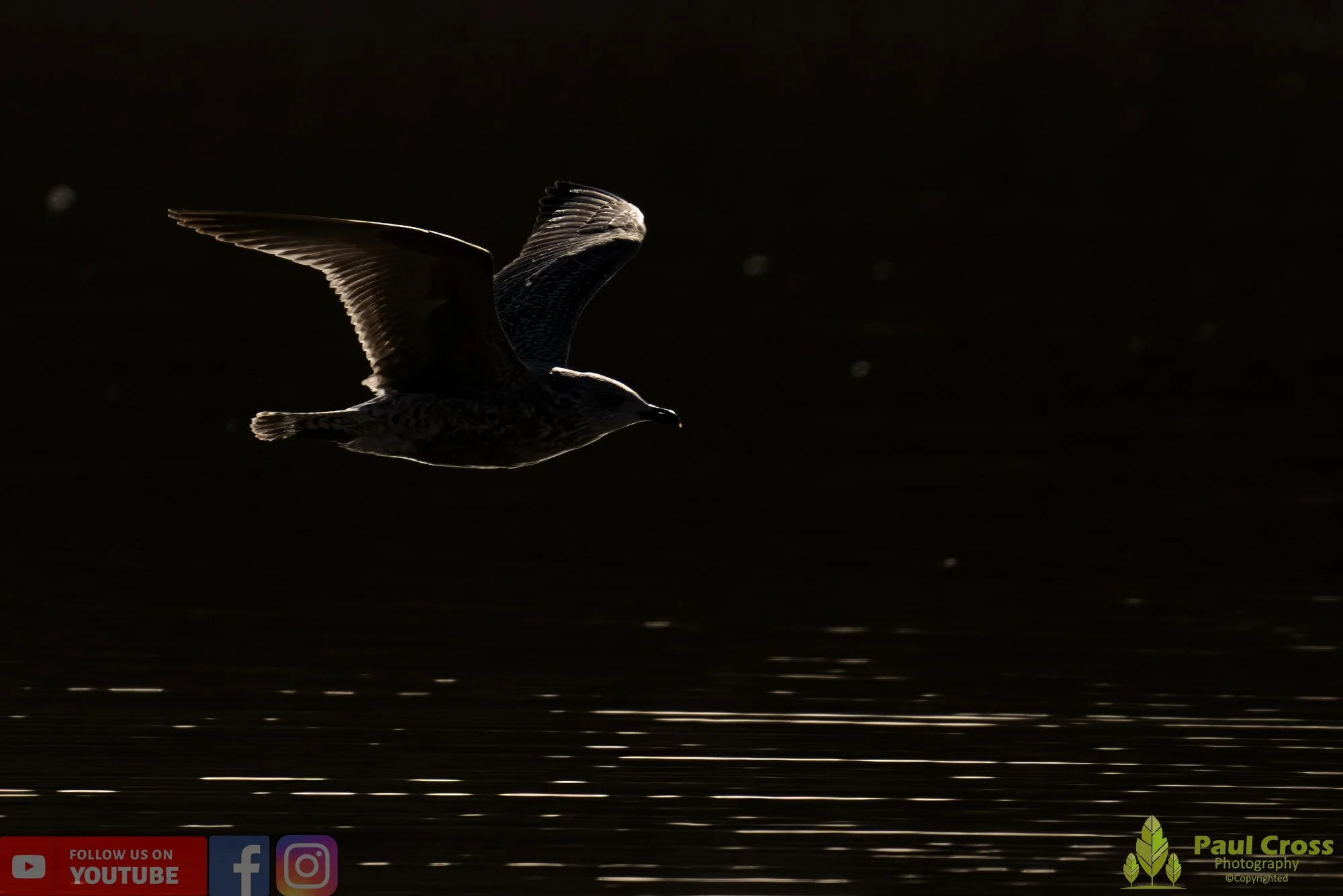 Herring Gull-00382.jpg