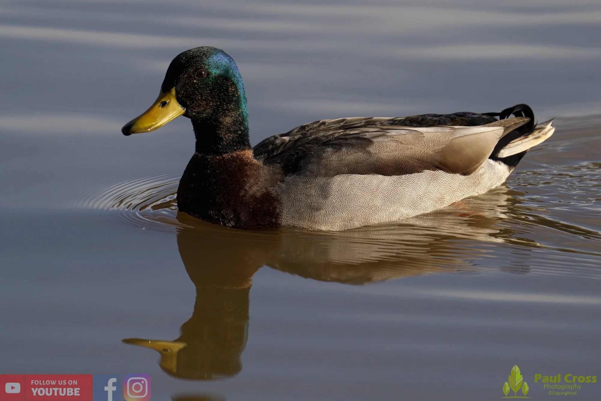 Mallard Duck-00948.jpg