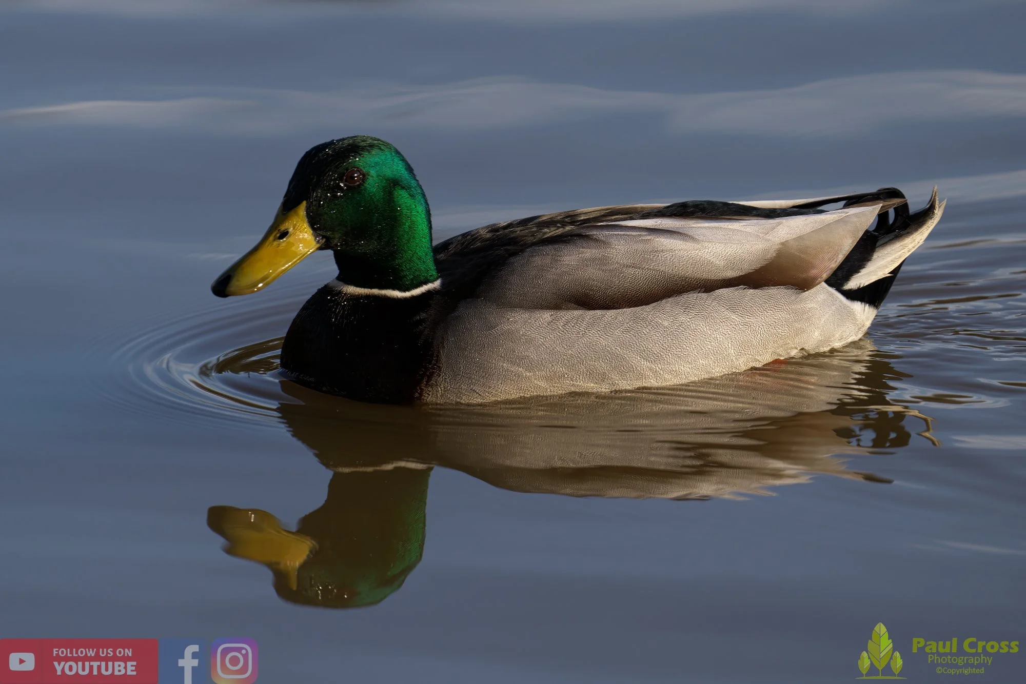 Mallard Duck-00949.jpg