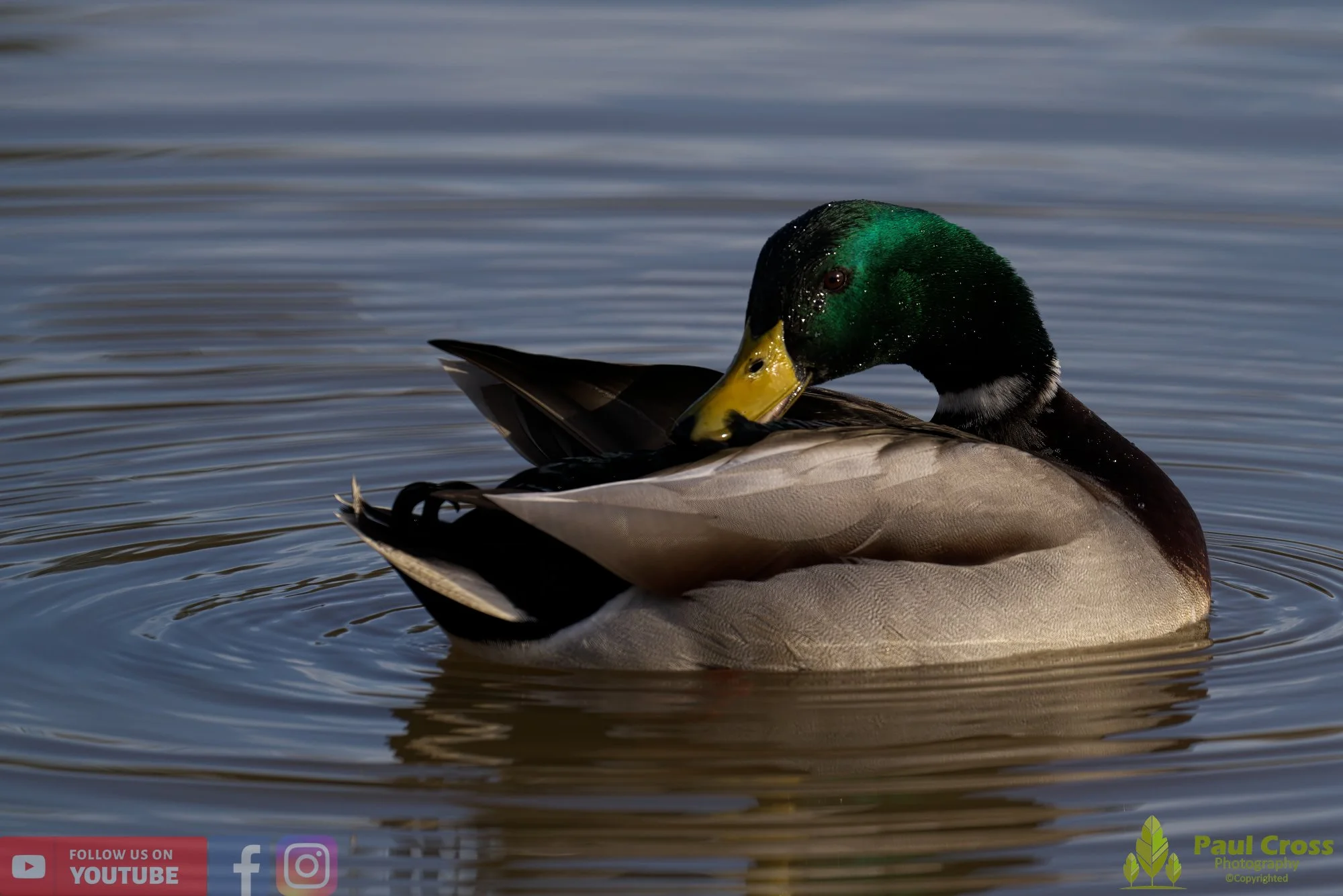 Mallard Duck-00950.jpg