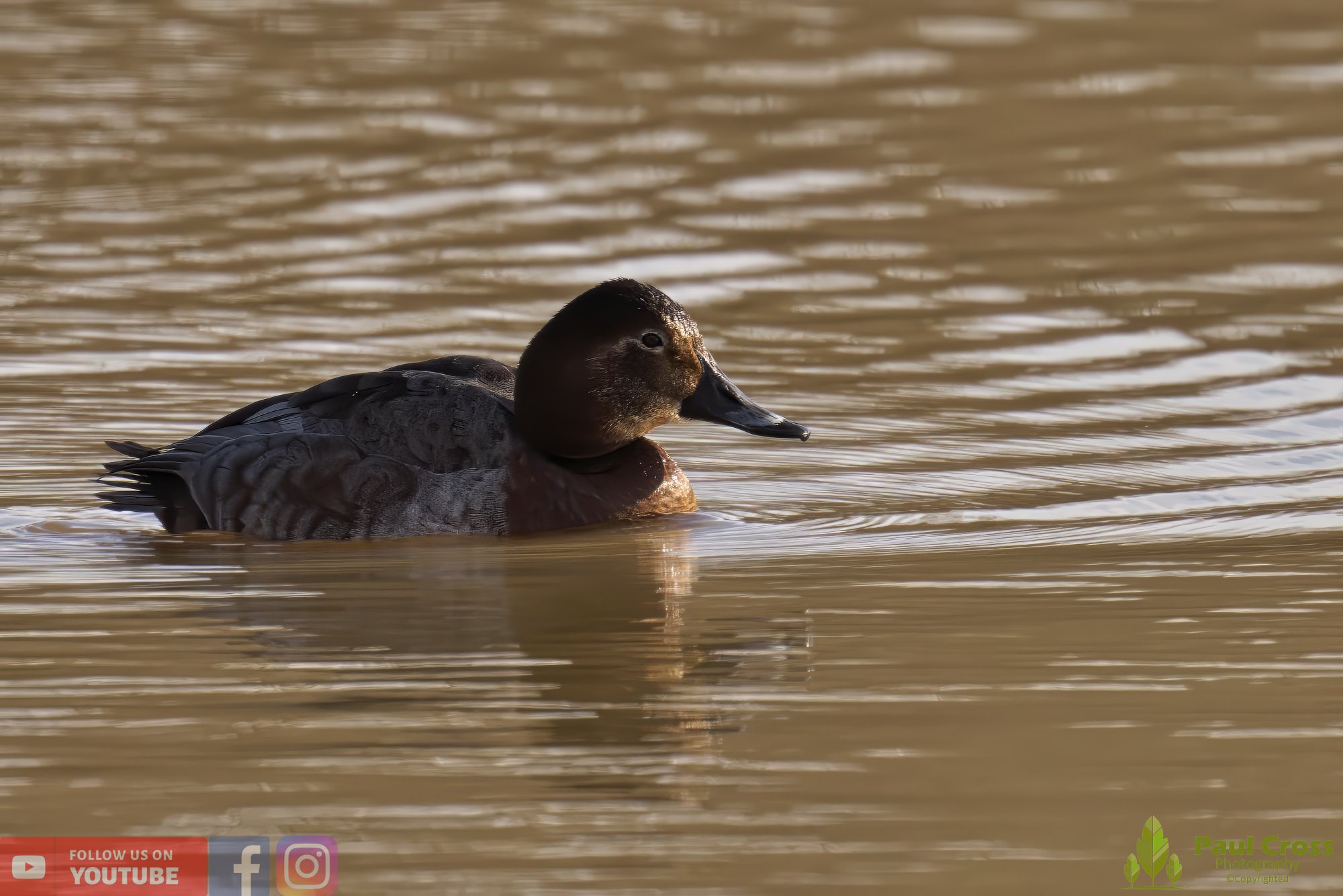 Pochard-00035.jpg