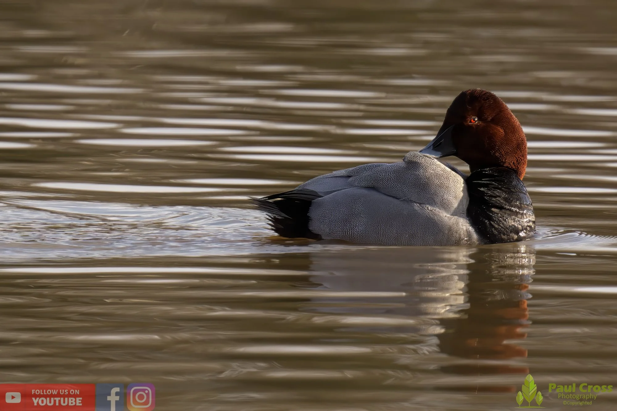 Pochard-00038.jpg