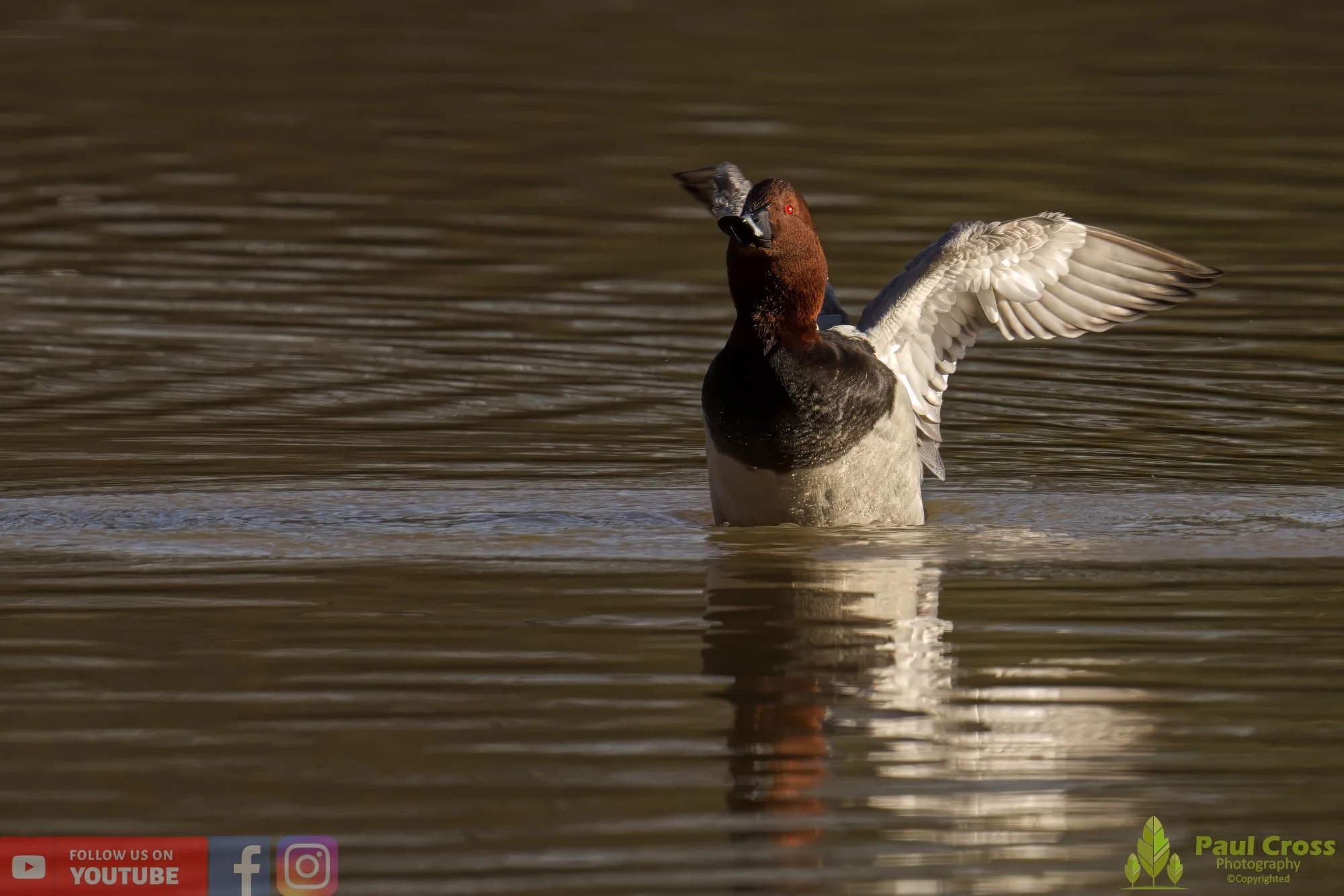 Pochard-00039.jpg