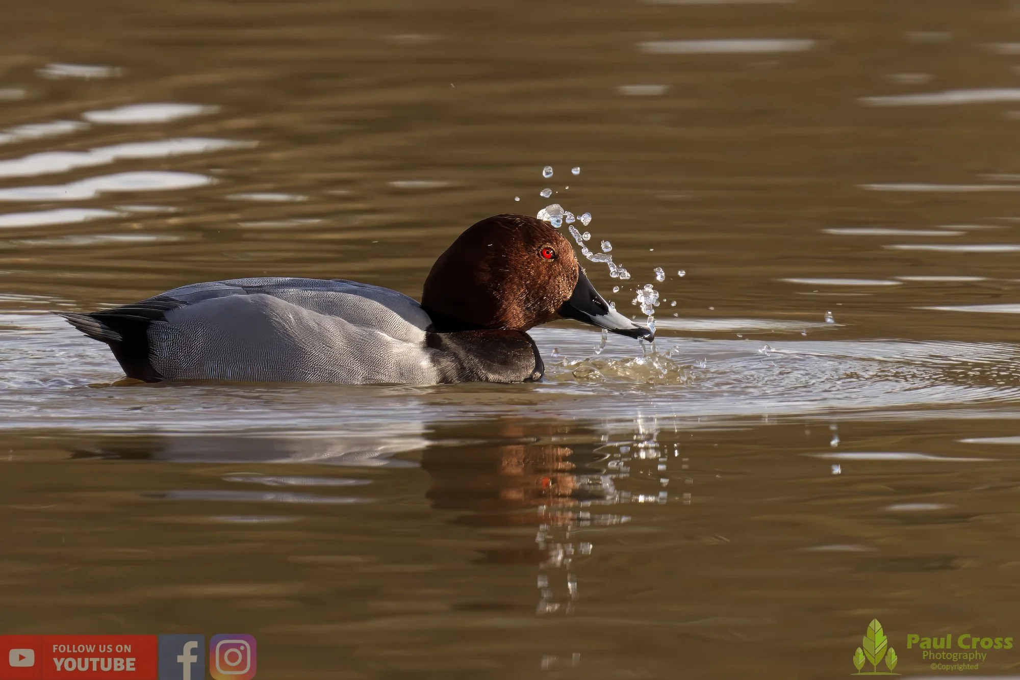 Pochard-00040.jpg