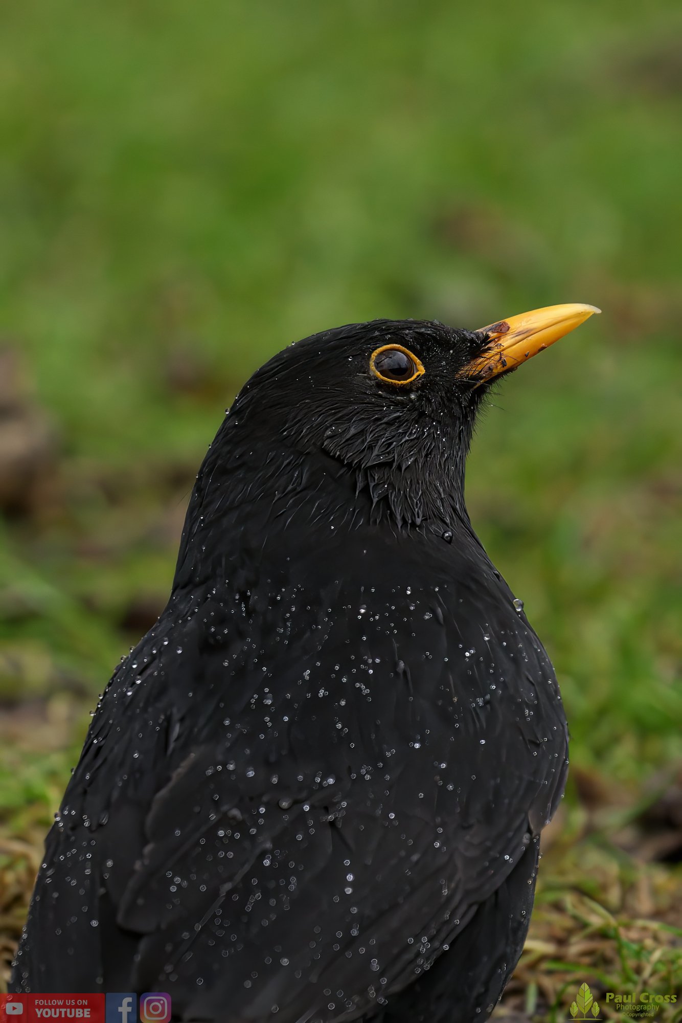 Blackbird-00078.jpg