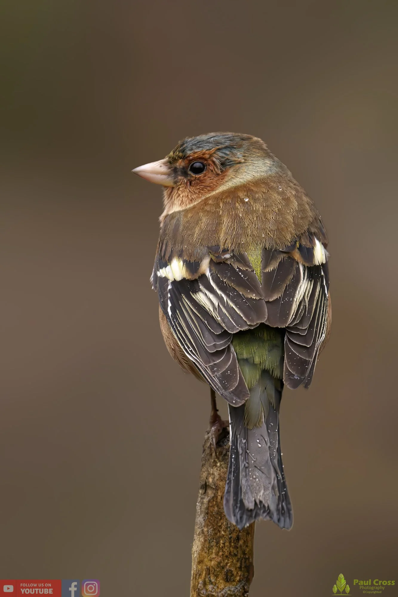 Chaffinch-00077.jpg