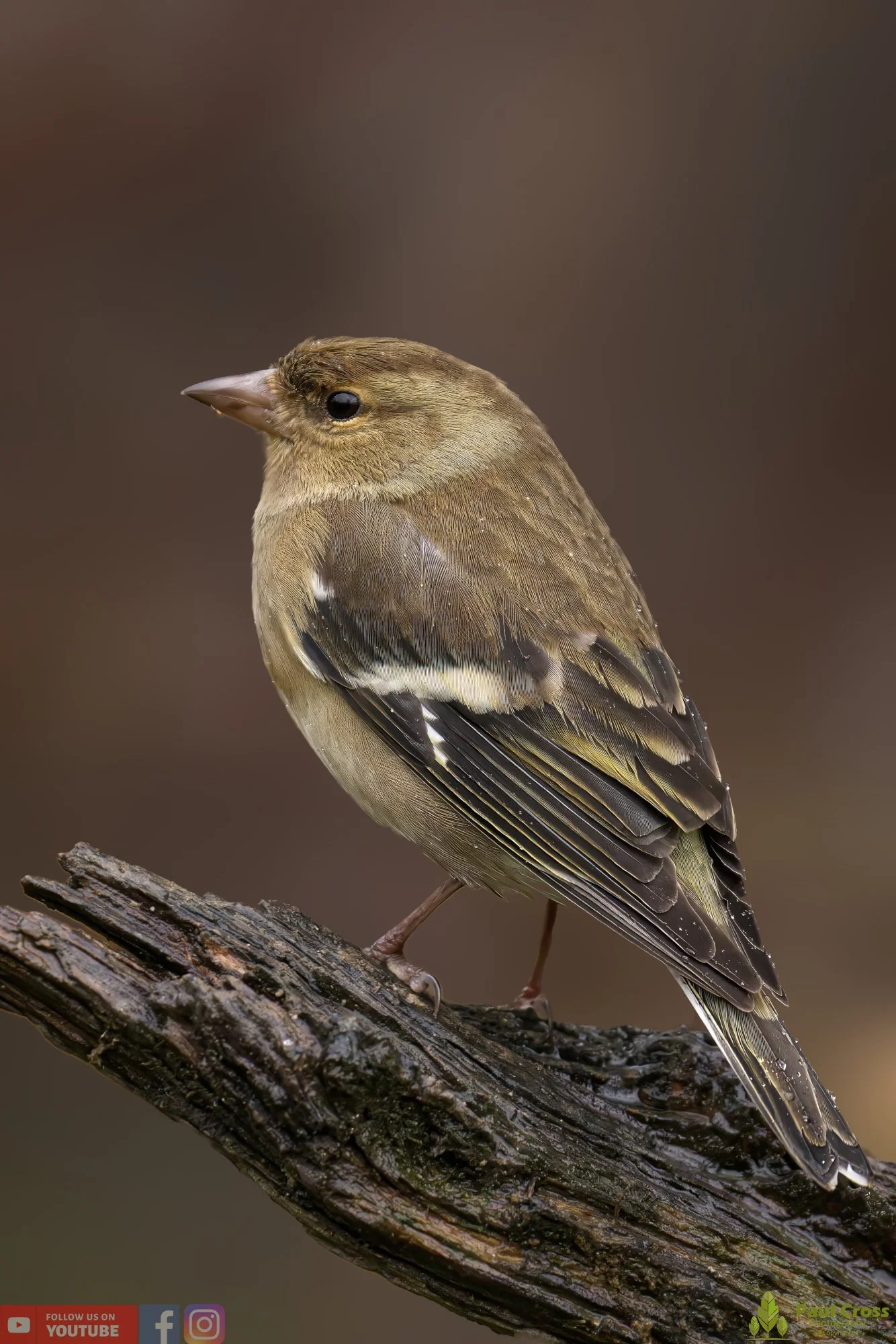 Chaffinch-00079.jpg