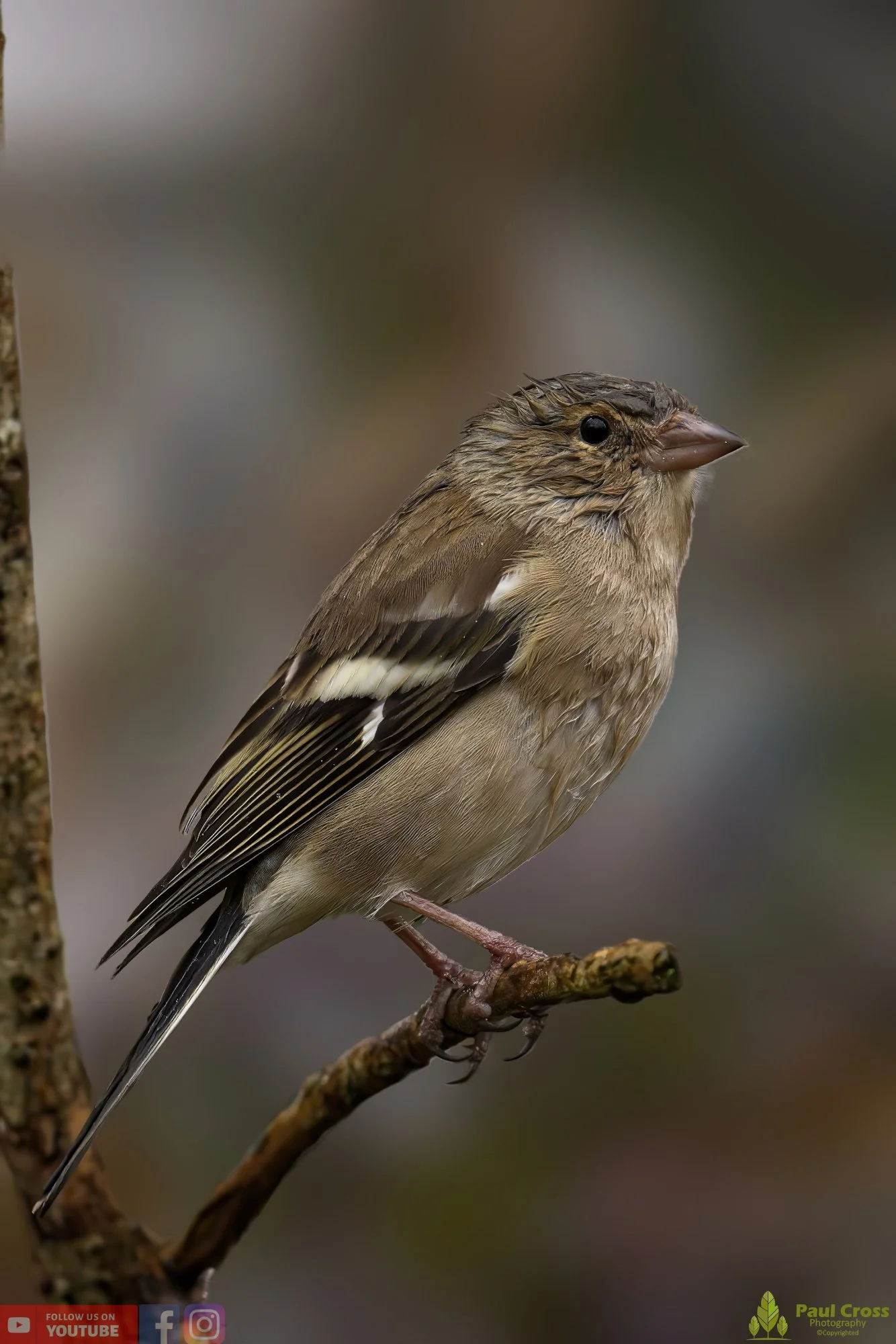 Chaffinch-00080.jpg