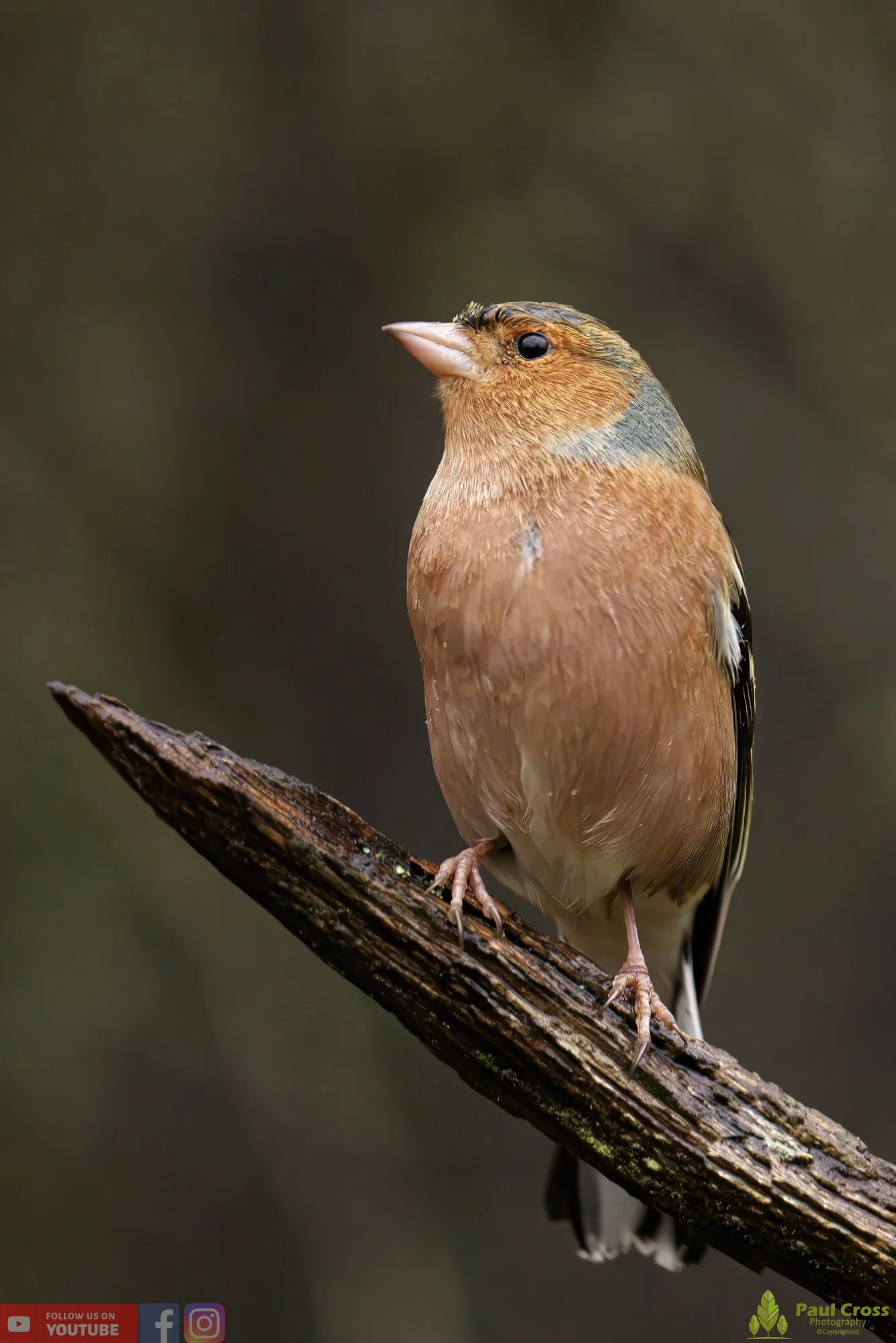 Chaffinch-00082.jpg