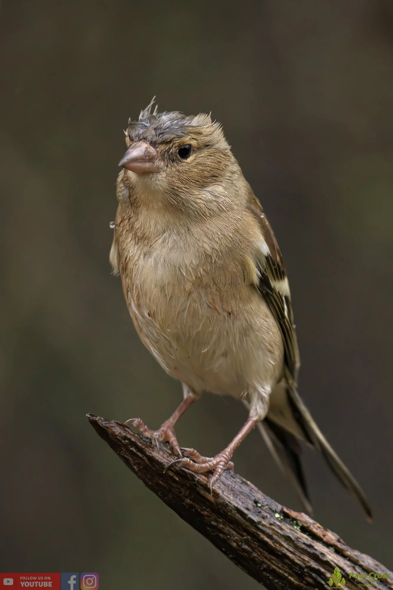 Chaffinch-00083.jpg