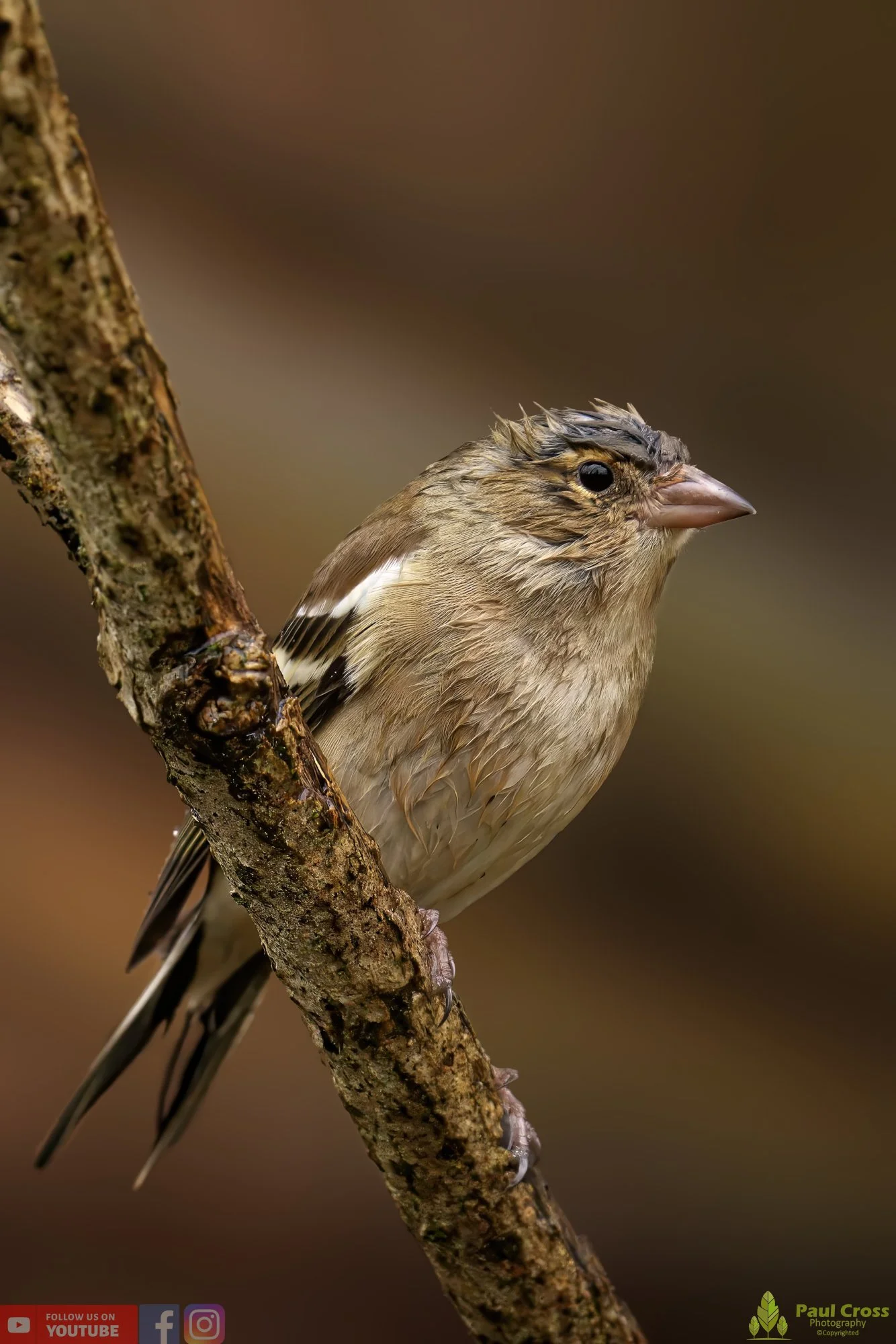Chaffinch-00086.jpg