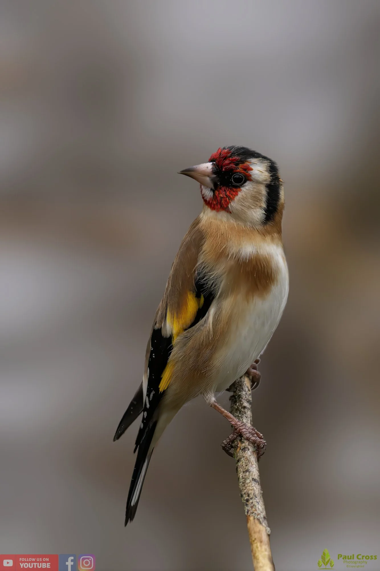 Goldfinch-00198.jpg