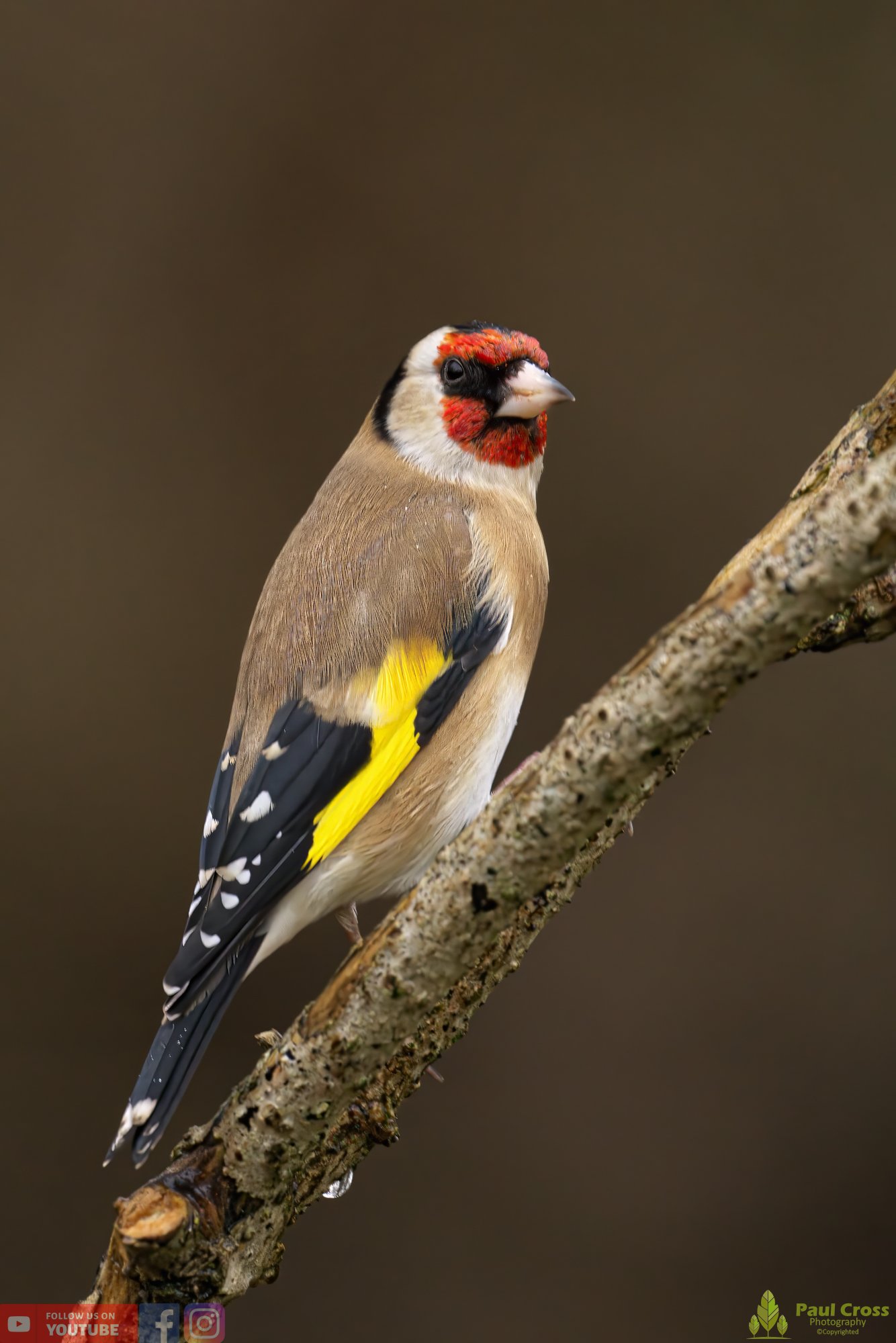 Goldfinch-00199.jpg