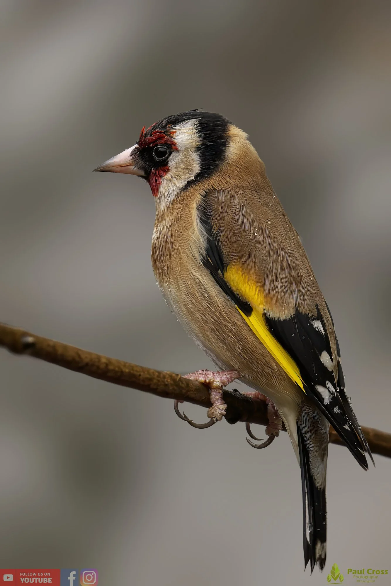 Goldfinch-00200.jpg