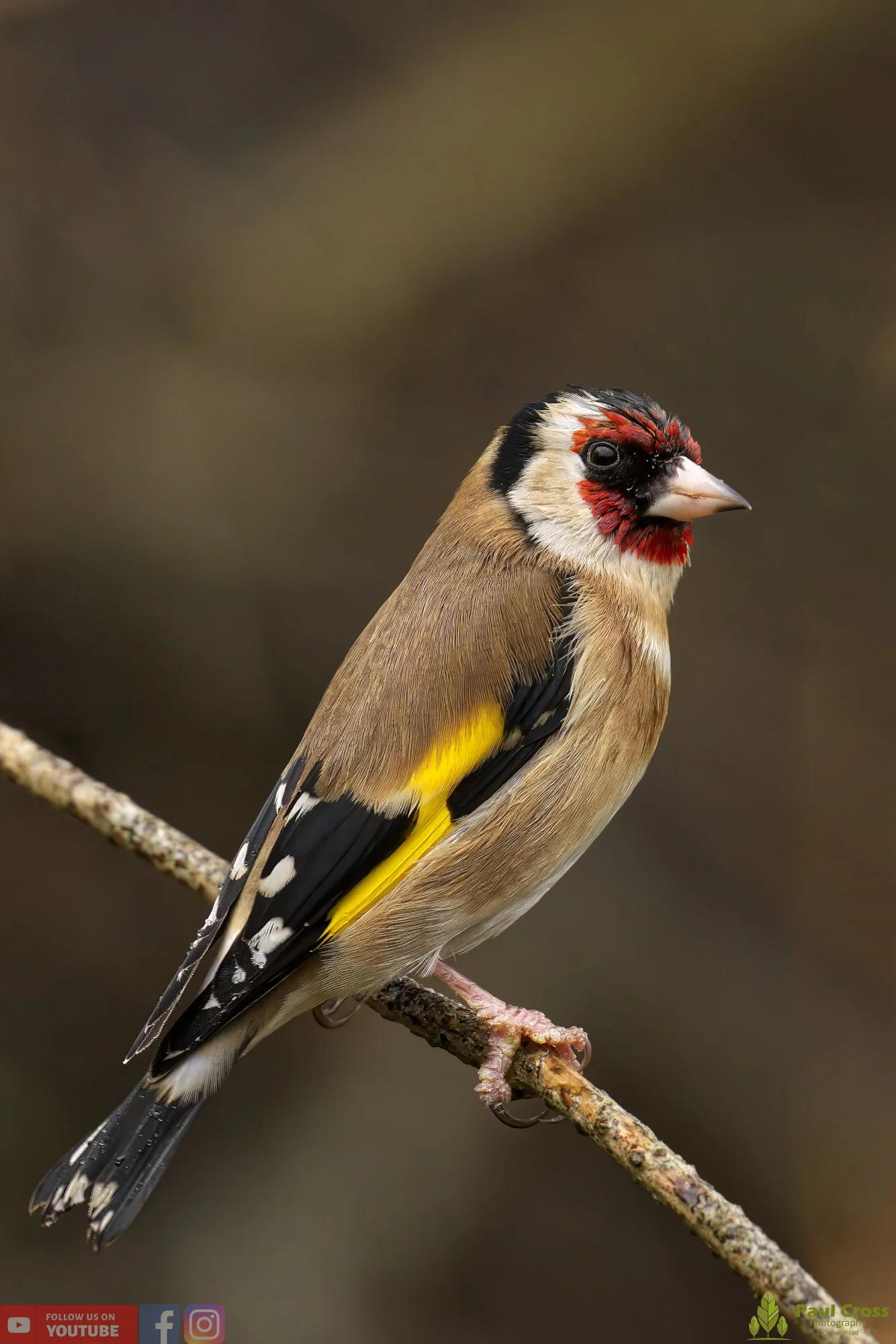 Goldfinch-00203.jpg