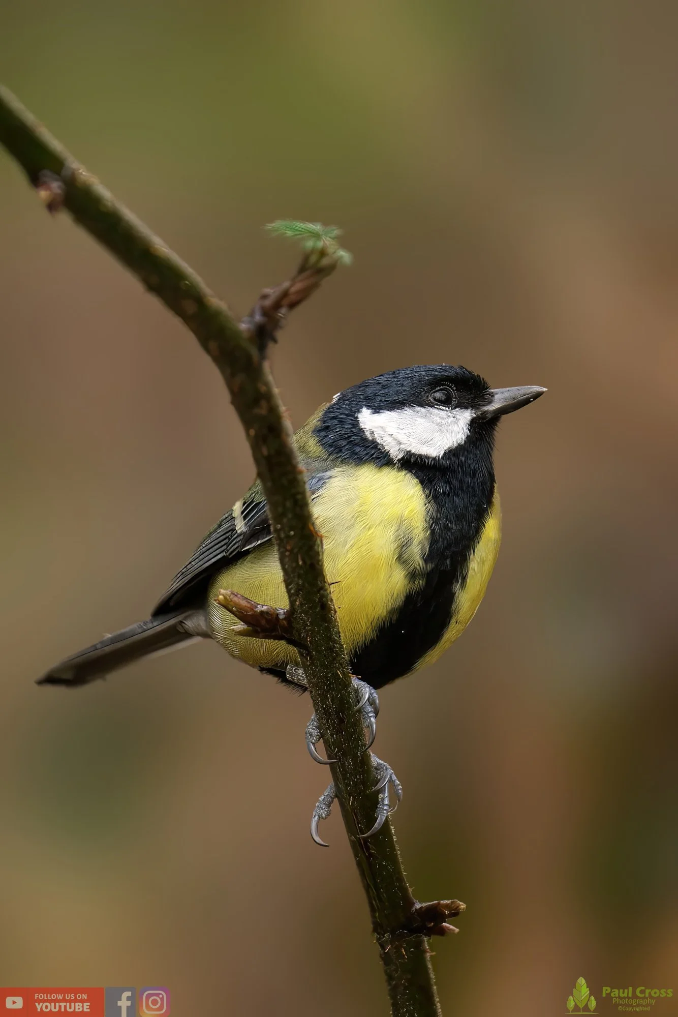 Great Tit-00271.jpg
