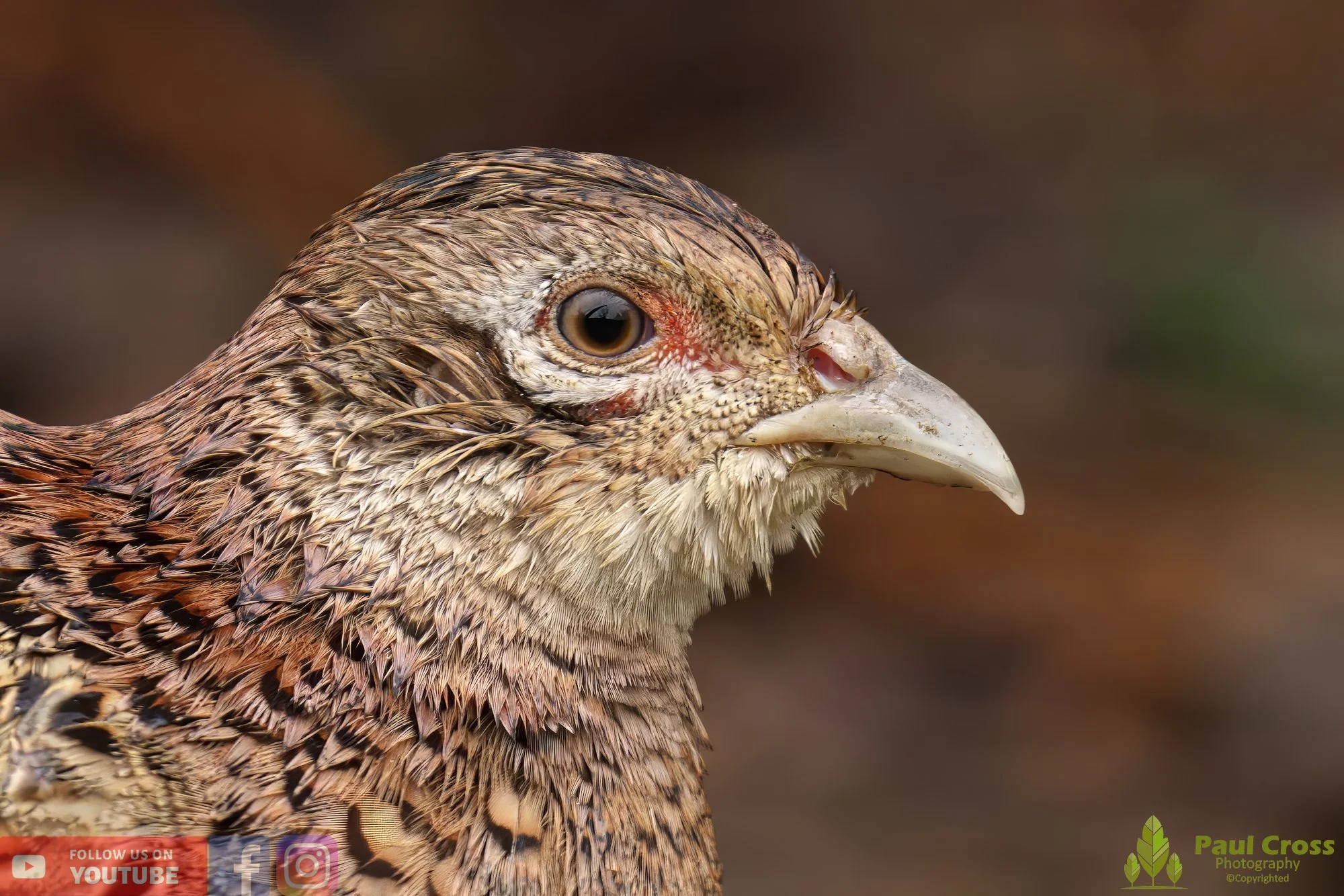 Pheasant-00124.jpg