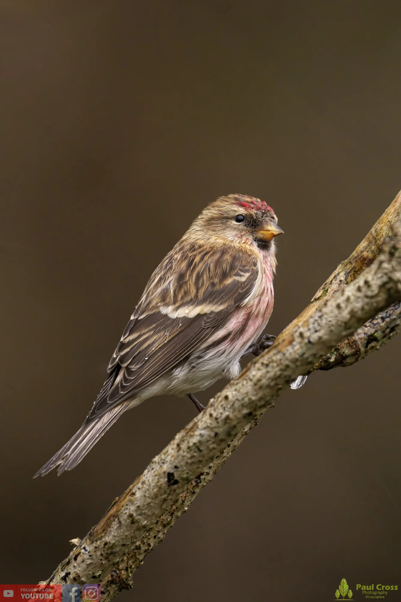 Common Repoll-00069.jpg