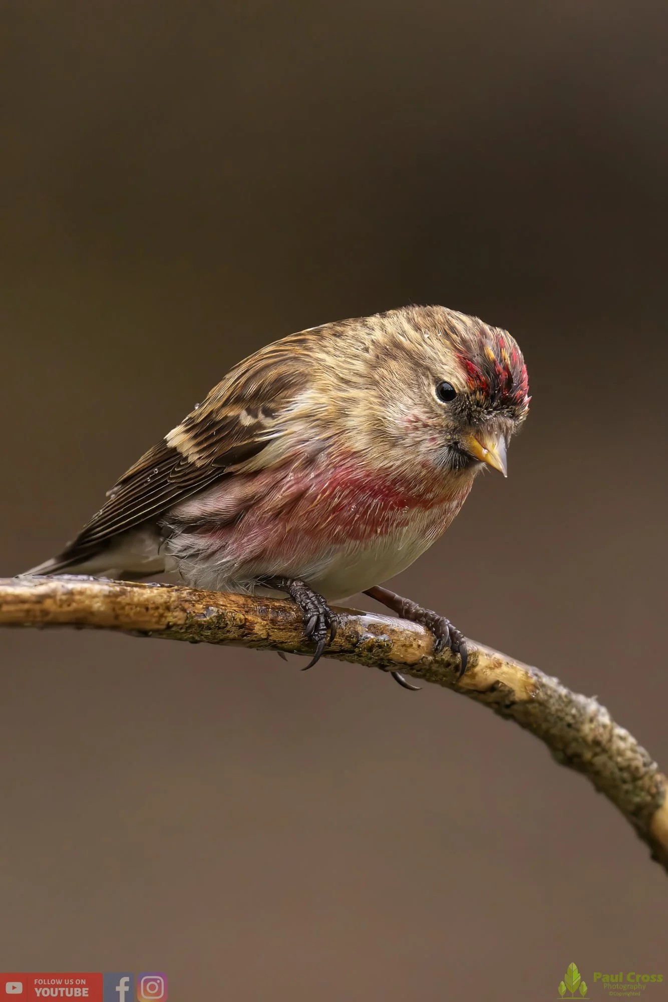 Common Repoll-00101.jpg