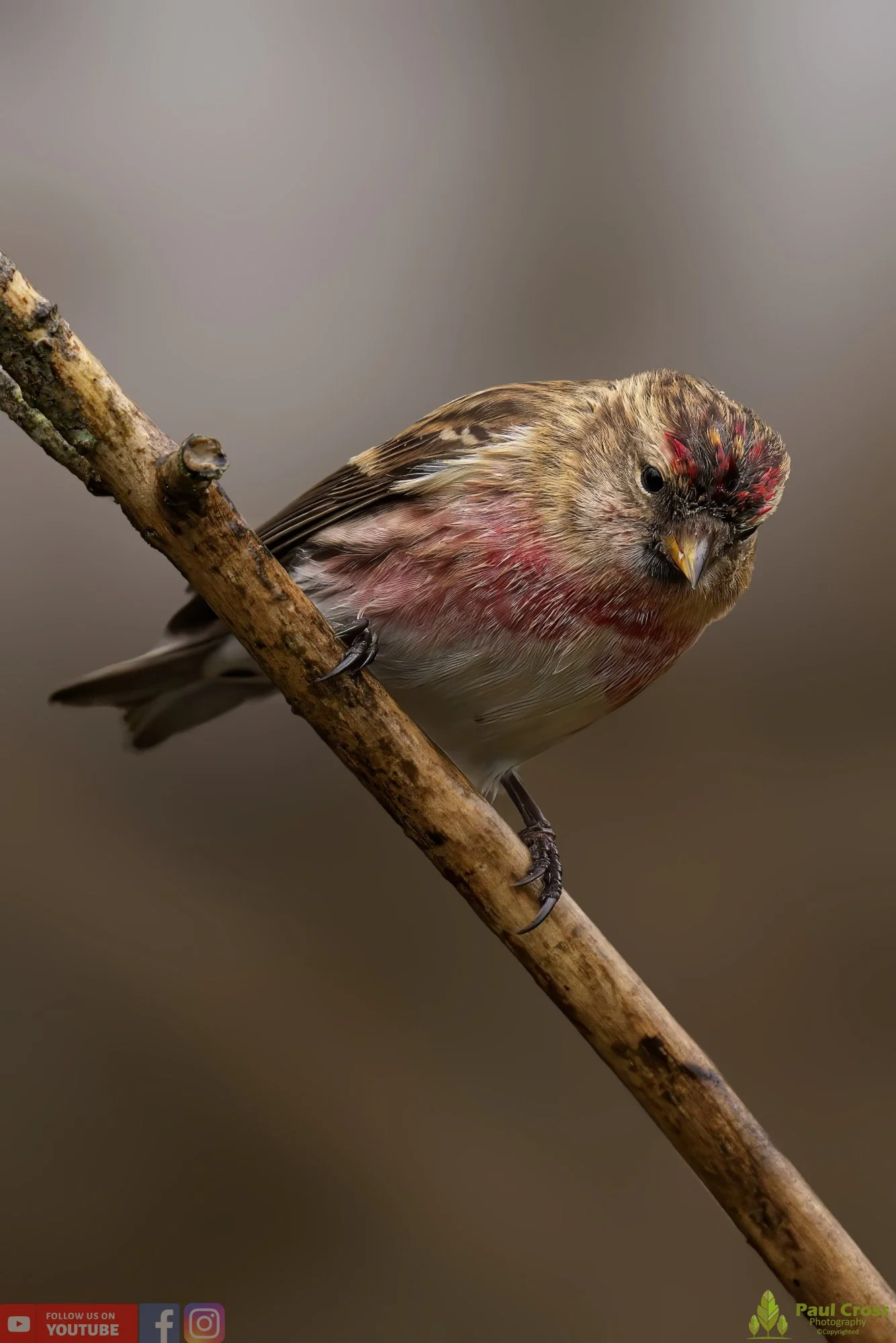 Common Repoll-00103.jpg