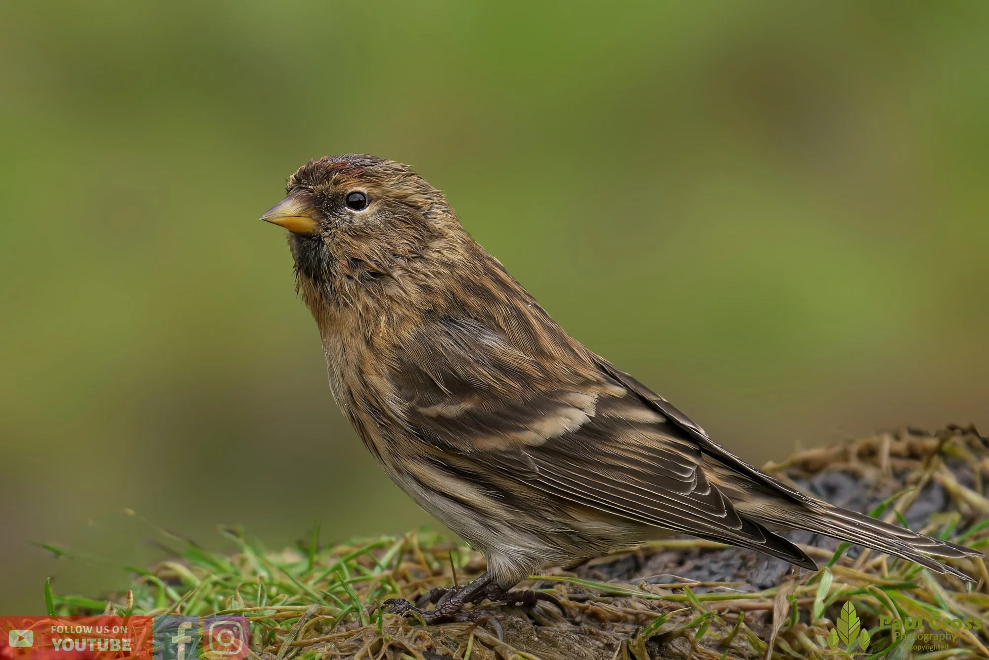 Common Repoll-00120.jpg