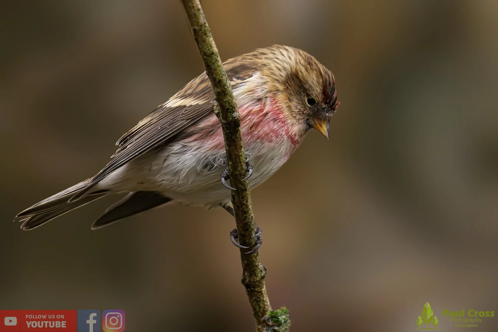 Common Repoll-00123.jpg