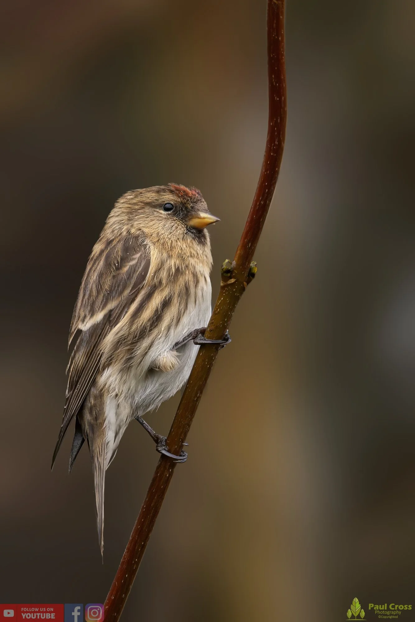 Common Repoll-00127.jpg