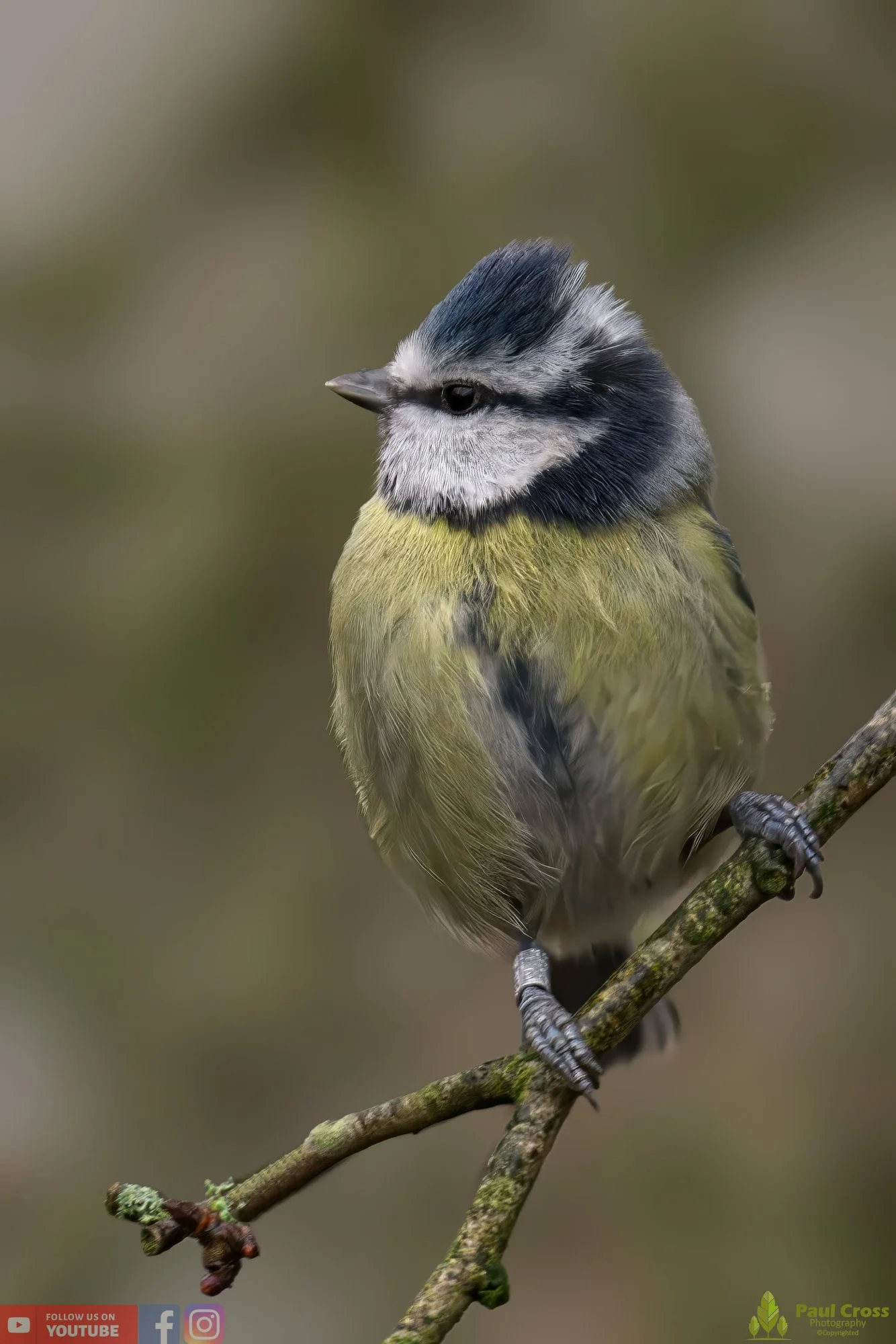 Blue Tit-00856.jpg