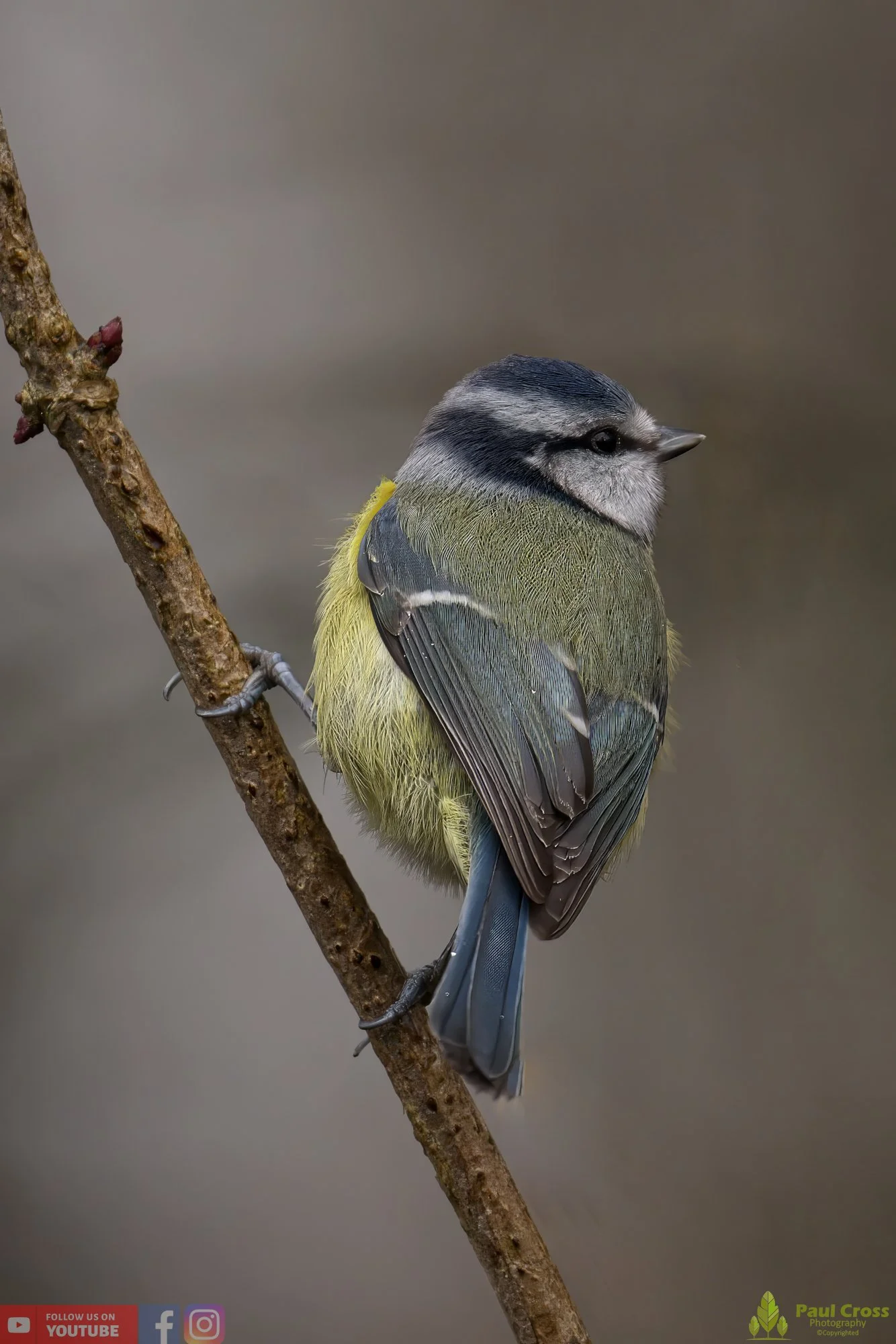 Blue Tit-00857.jpg