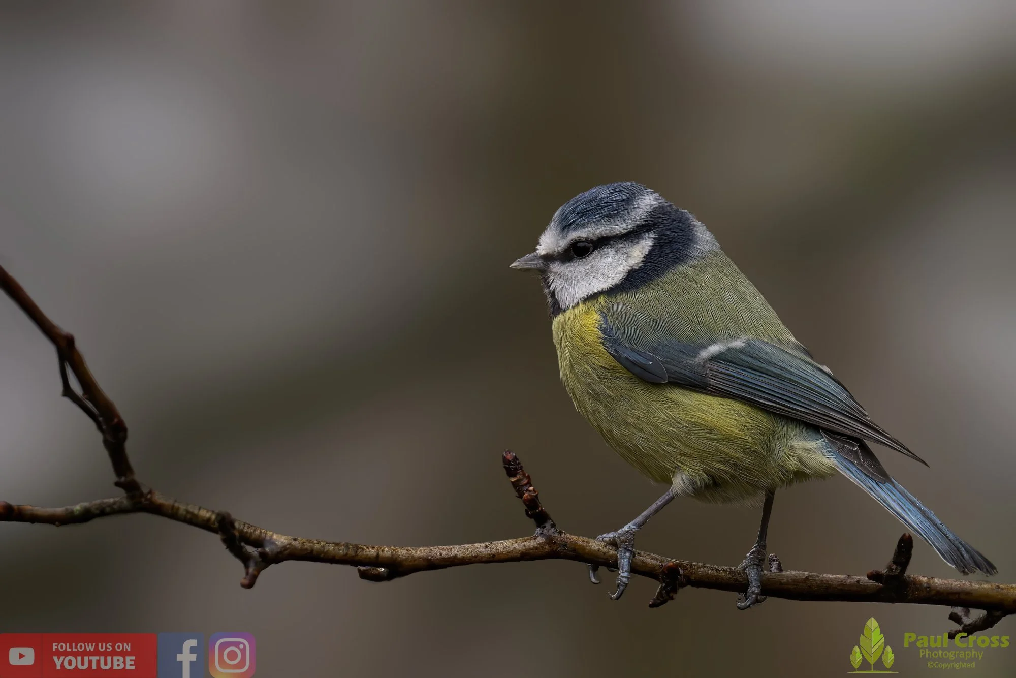 Blue Tit-00859.jpg