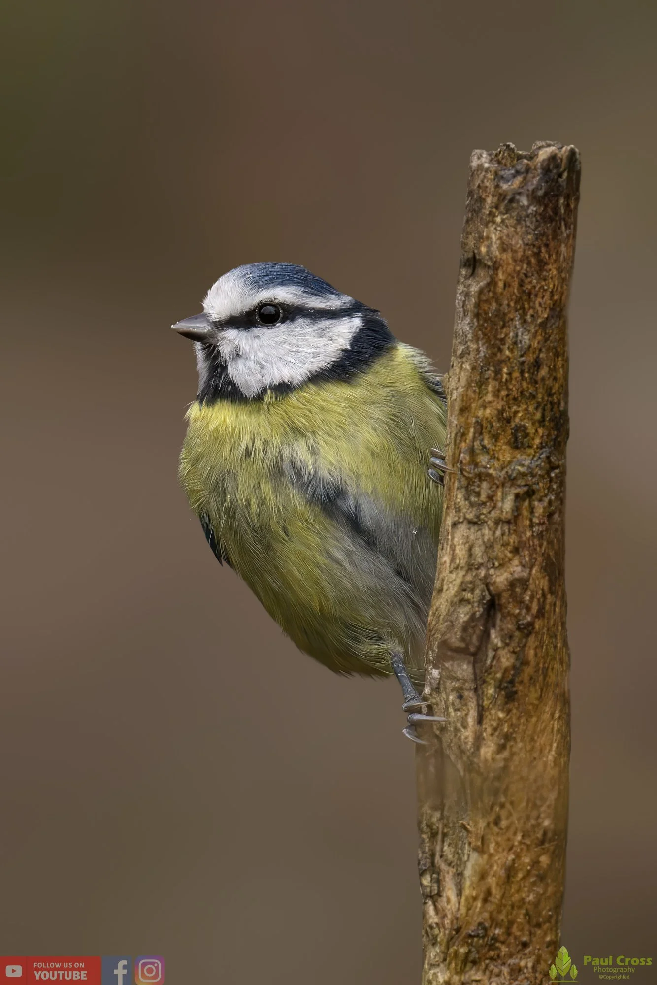 Blue Tit-00860.jpg