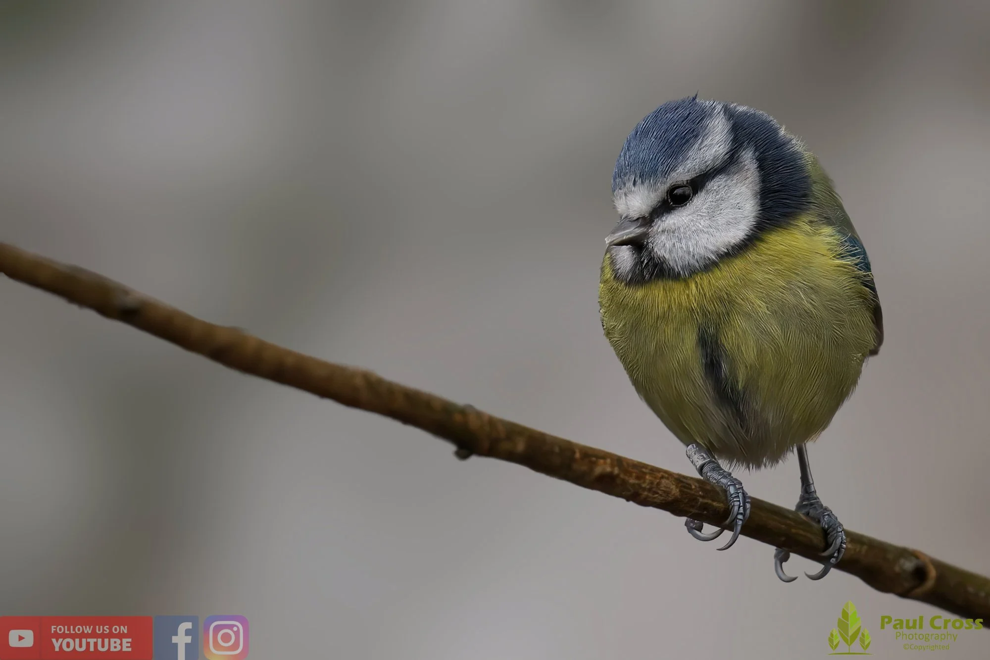Blue Tit-00861.jpg
