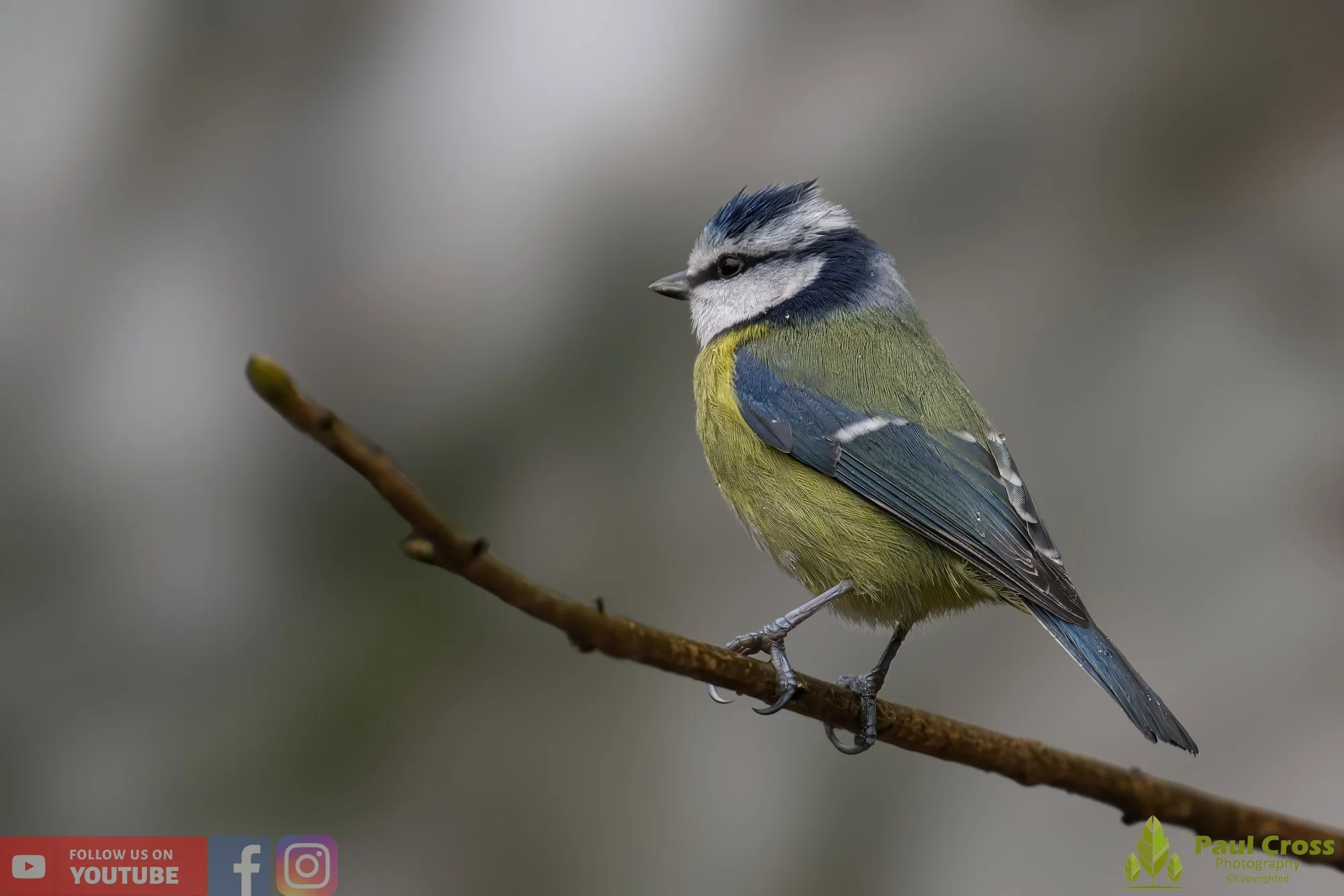 Blue Tit-00862.jpg
