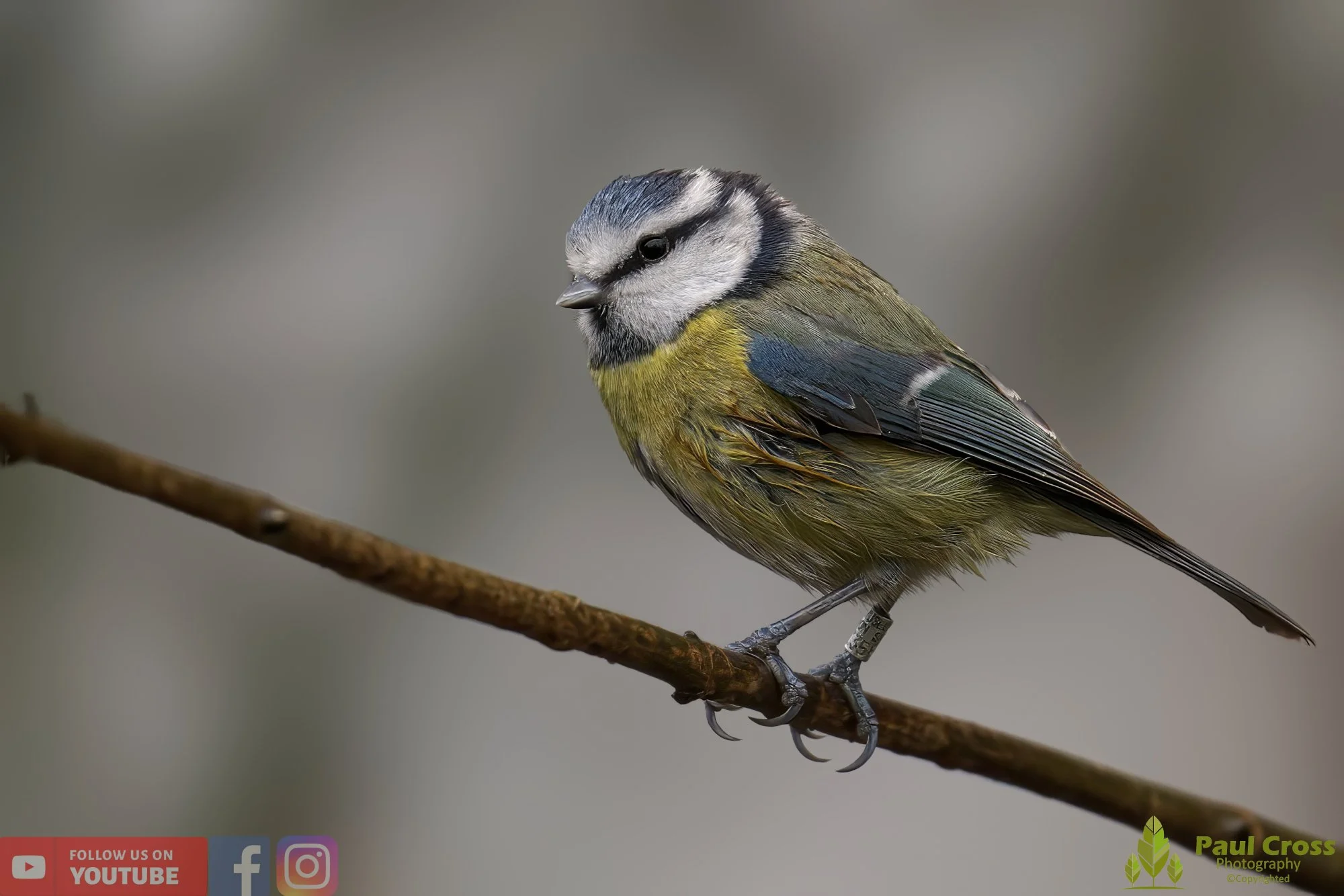 Blue Tit-00863.jpg
