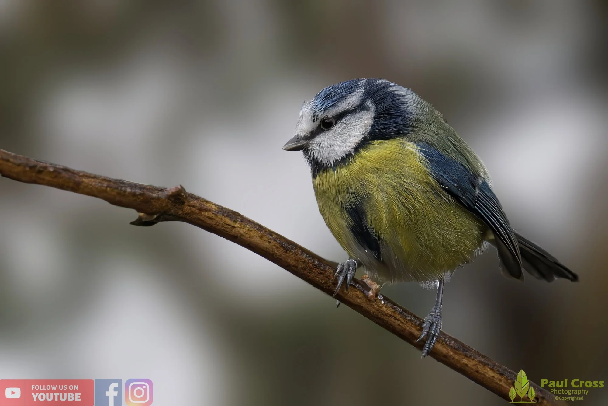 Blue Tit-00865.jpg