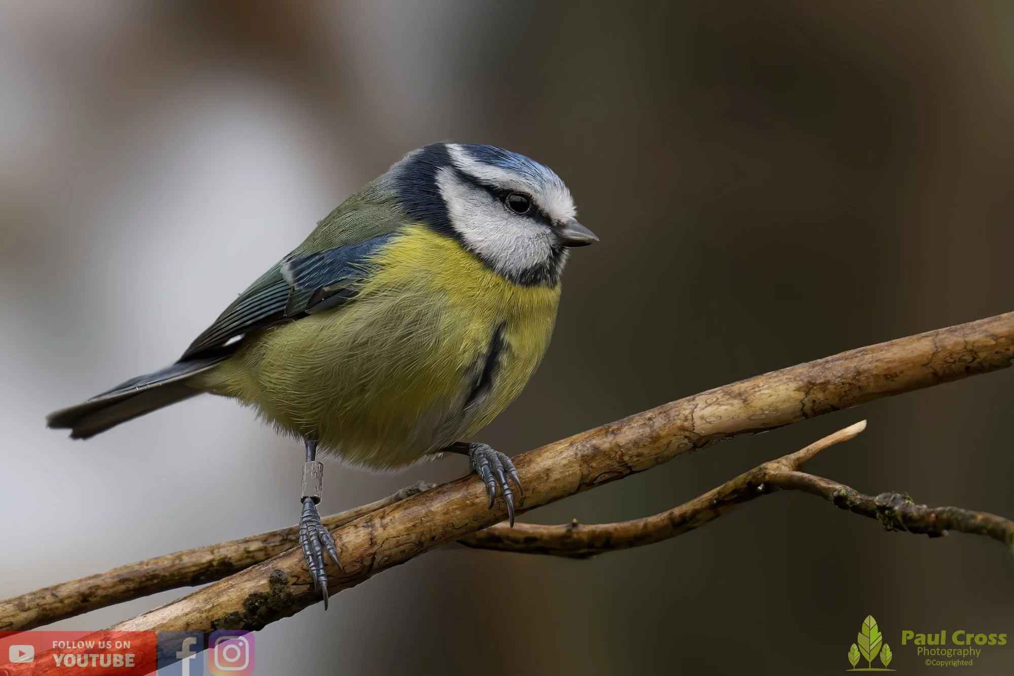 Blue Tit-00866.jpg