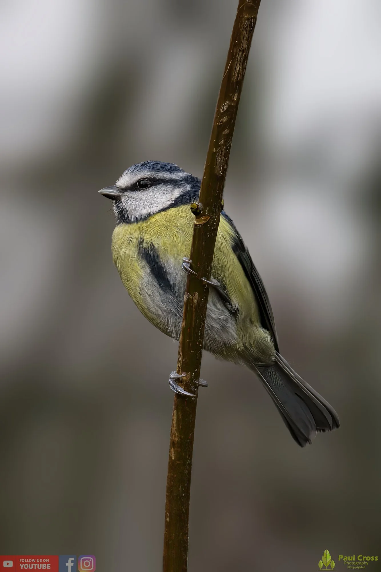 Blue Tit-00868.jpg