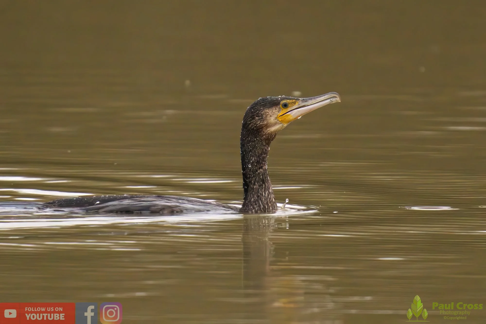 Cormorant-00227.jpg