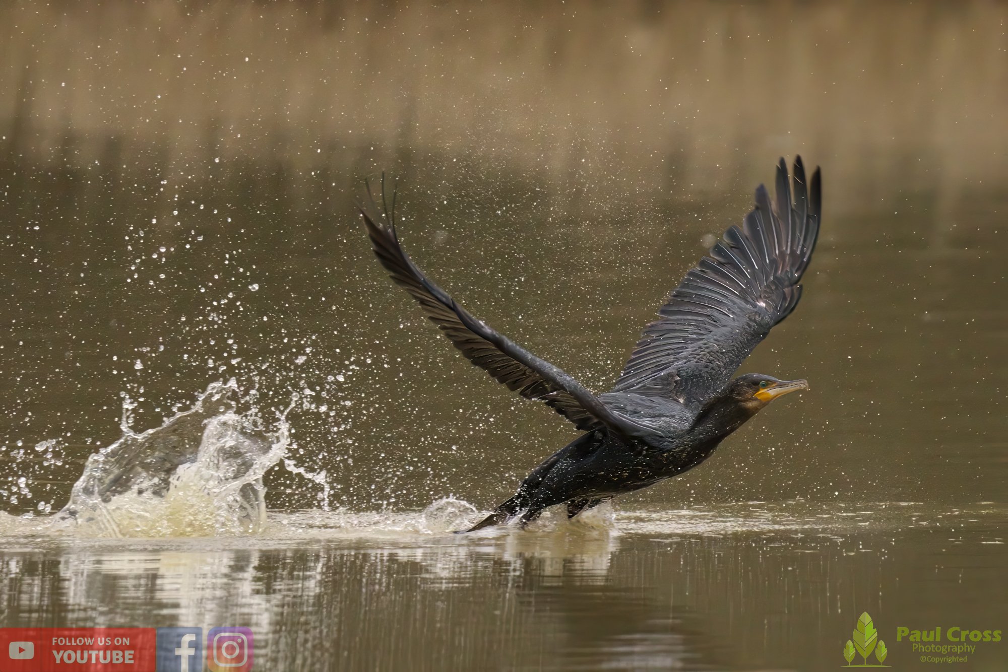 Cormorant-00229.jpg