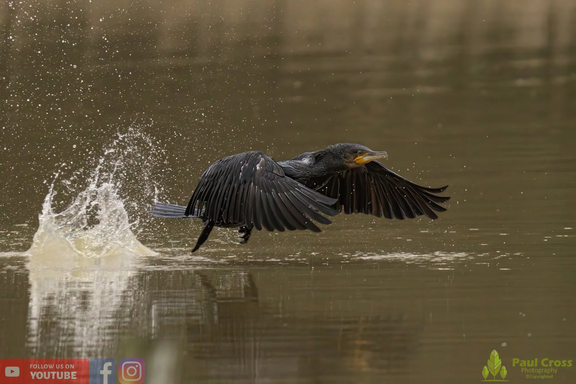 Cormorant-00231.jpg