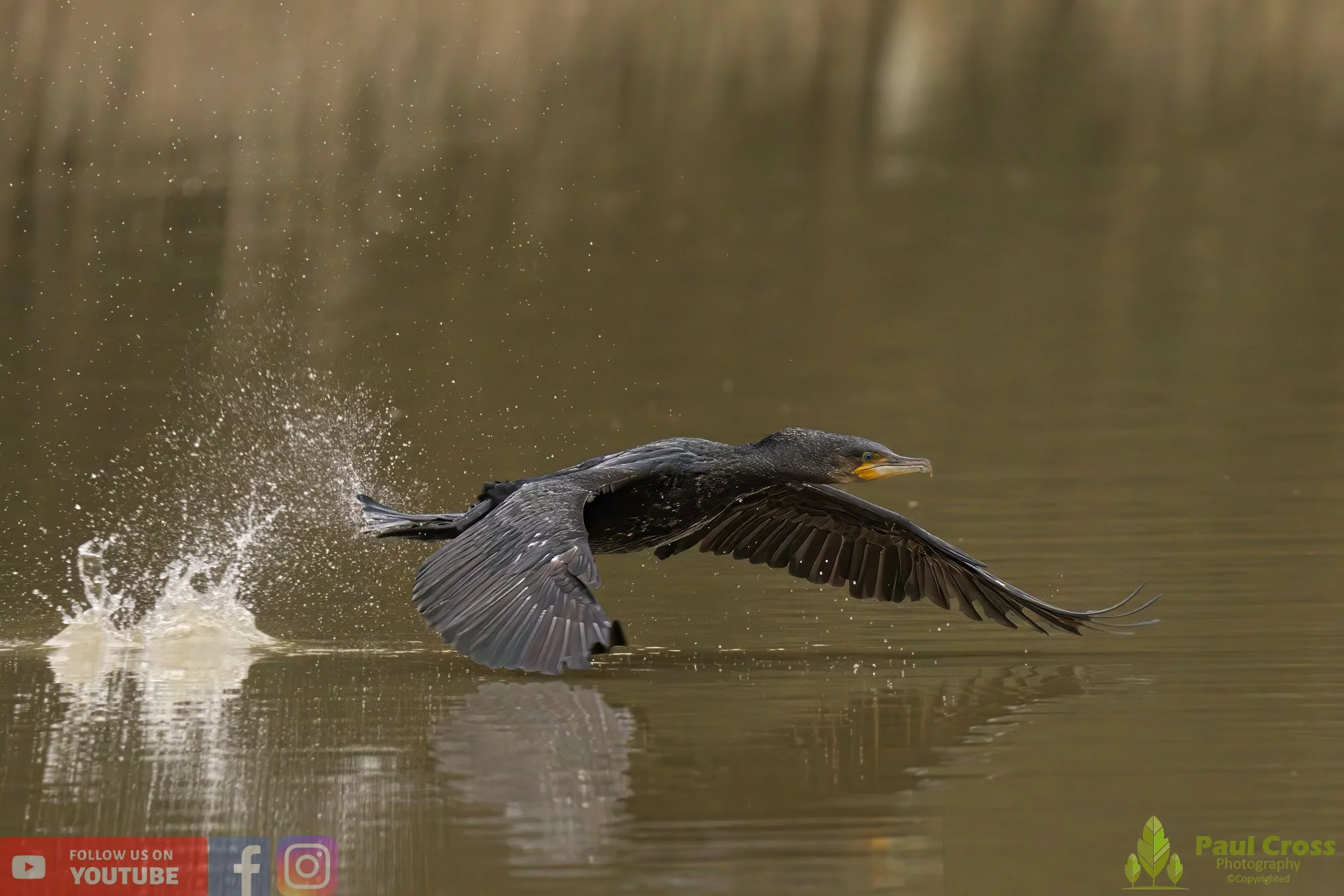 Cormorant-00239.jpg