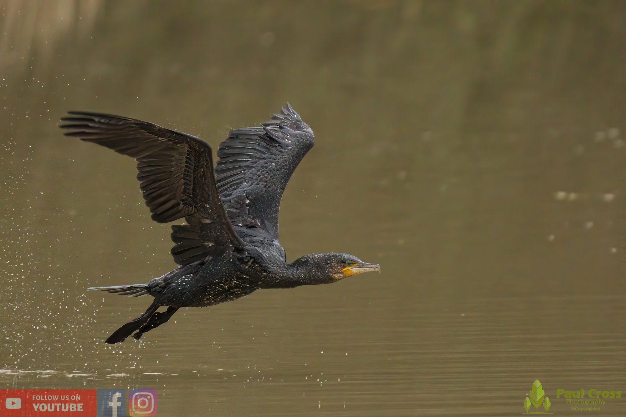 Cormorant-00241.jpg