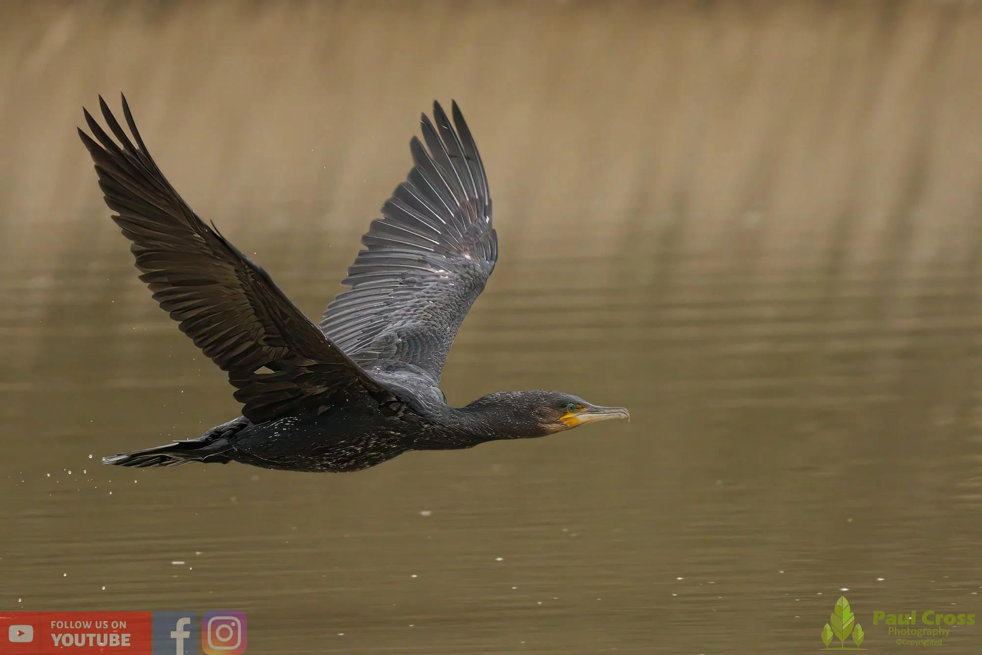 Cormorant-00248.jpg