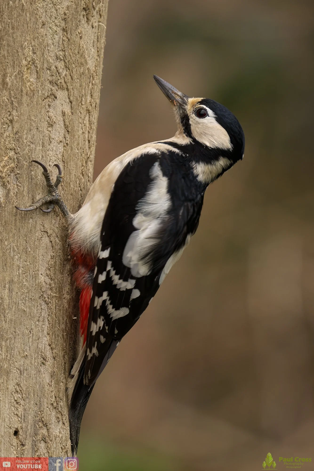 Great Spotted Woodpecker-00128.jpg