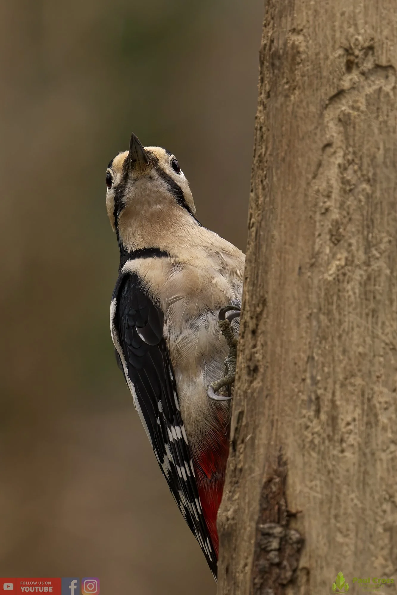Great Spotted Woodpecker-00129.jpg